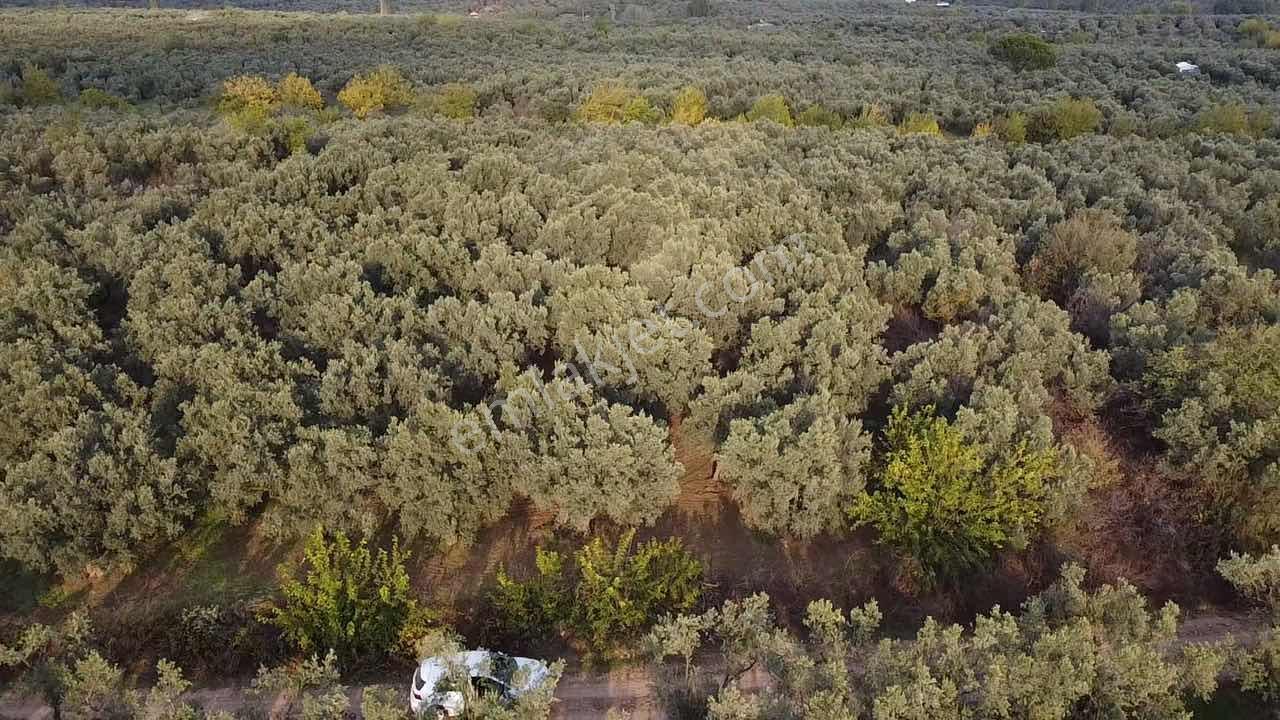 Beka Gayrimenkul'den Yeniköye 1172 M² Resmi Yol Cepheli Zeytinli - Görsel 26