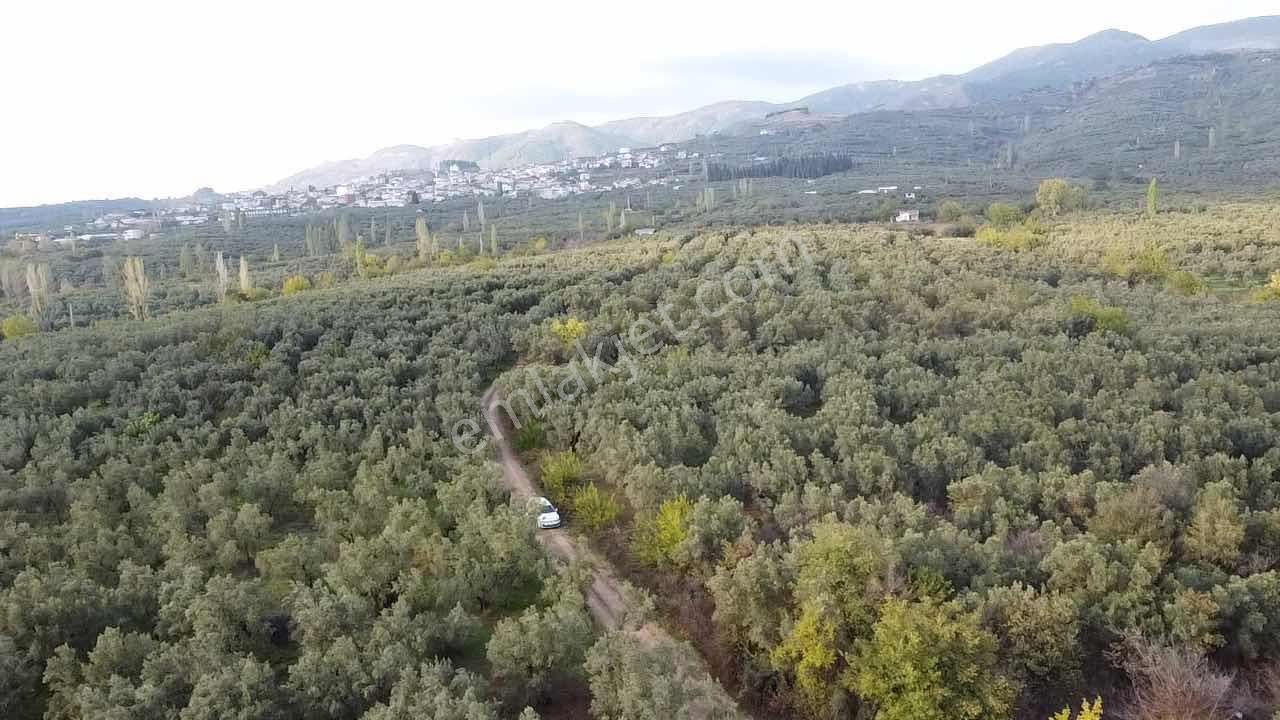 Beka Gayrimenkul'den Yeniköye 1172 M² Resmi Yol Cepheli Zeytinli - Görsel 30