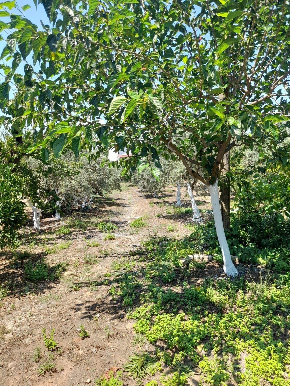 Köyceğiz Toparlarda Satılık 3297 M2 Bahçe İçinde Dubleks Villa - Görsel 29