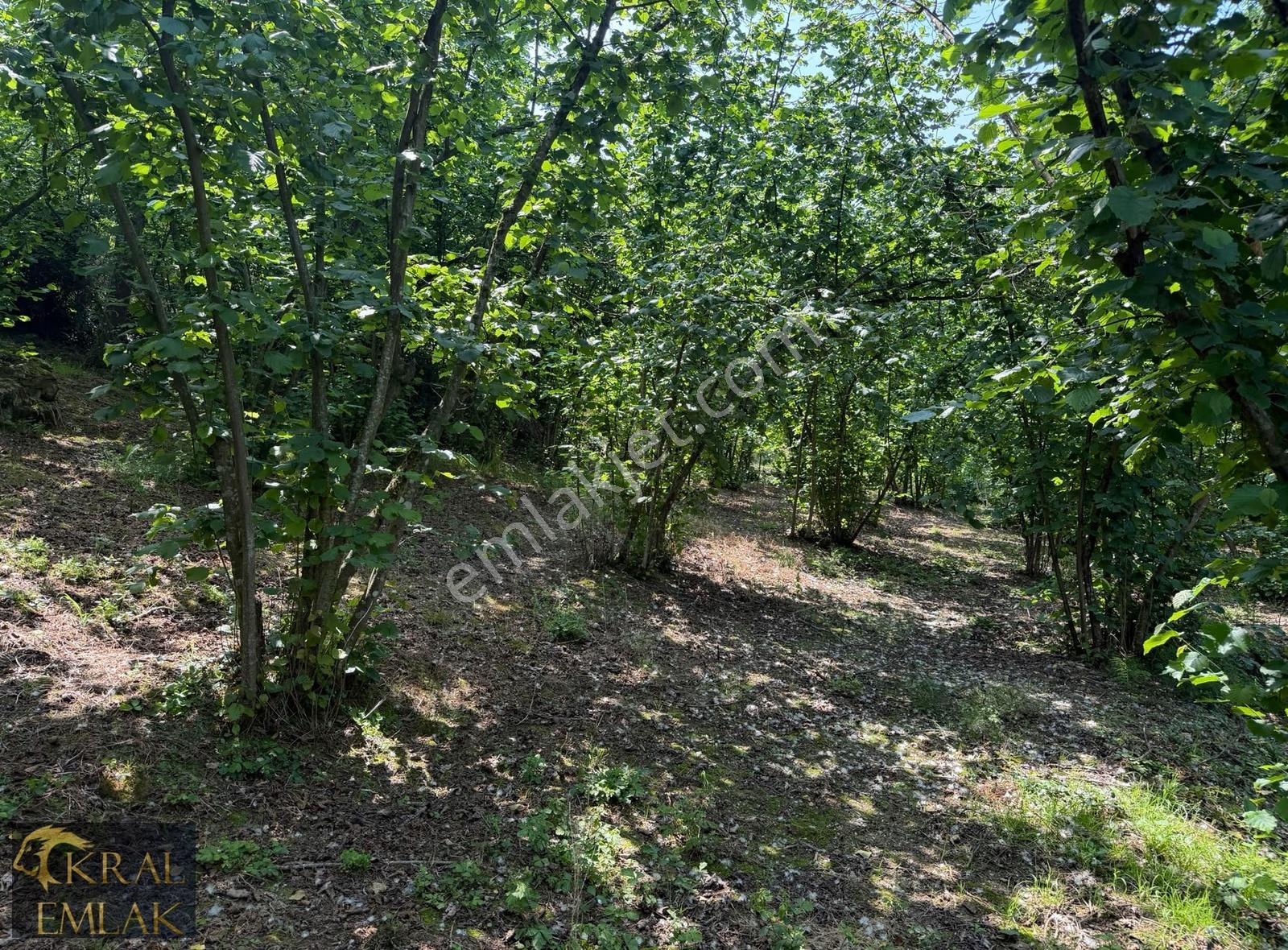 Fakıllı Köyünde 12.441 M2 Yerleşim İçinde Satılık Fındık Bahçesi - Görsel 3