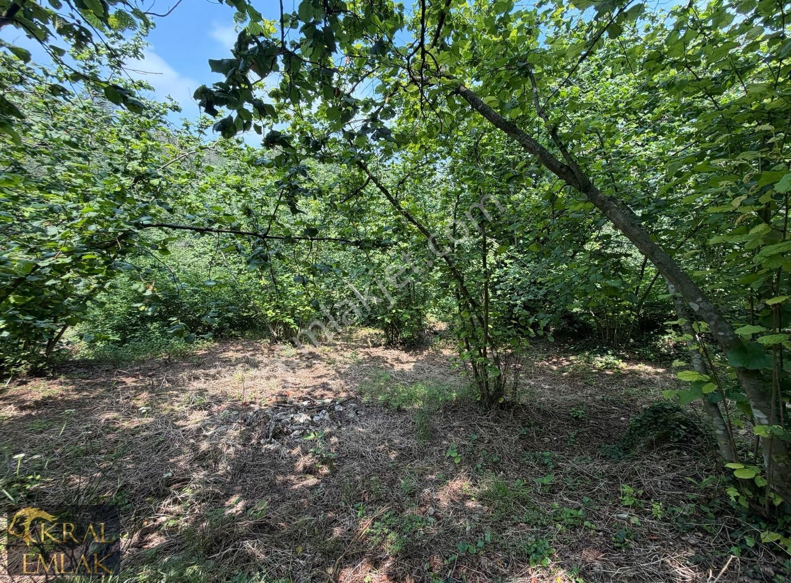 Fakıllı Köyünde 12.441 M2 Yerleşim İçinde Satılık Fındık Bahçesi - Görsel 2