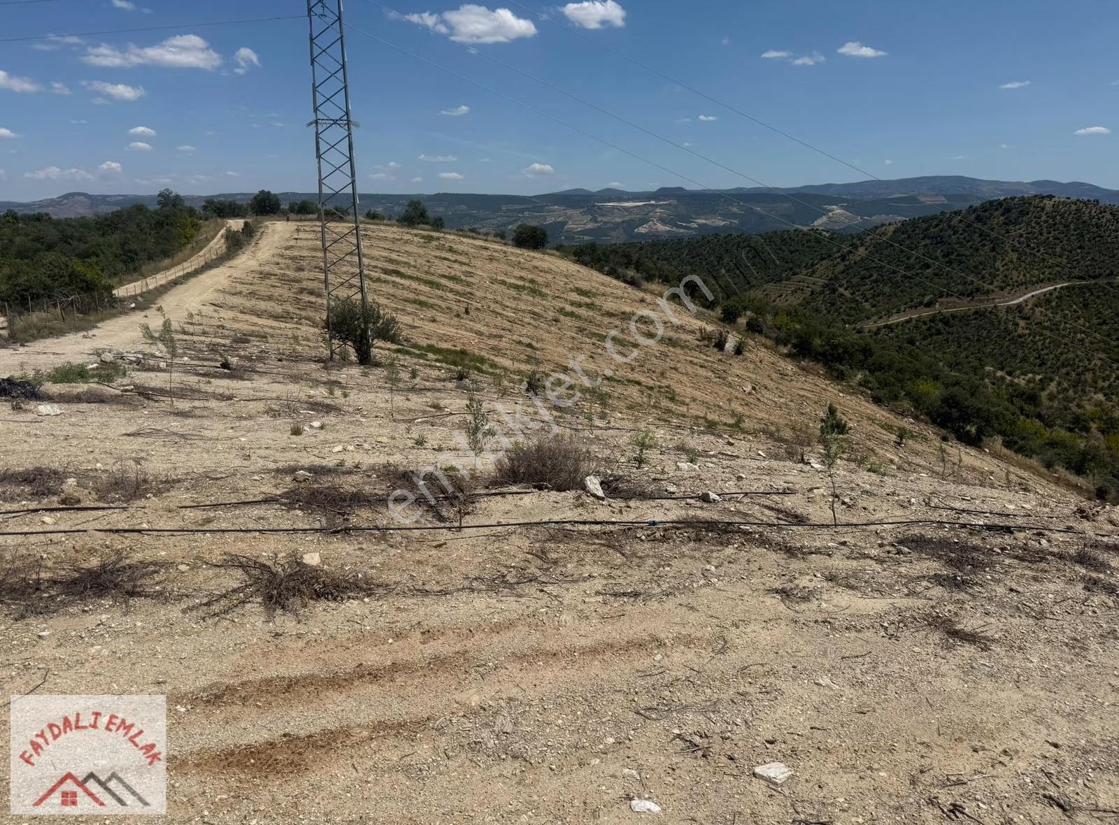 Manisa Köprübaşı Cıcıklı Mahallesinde Satılık Zeytinlik - Görsel 22