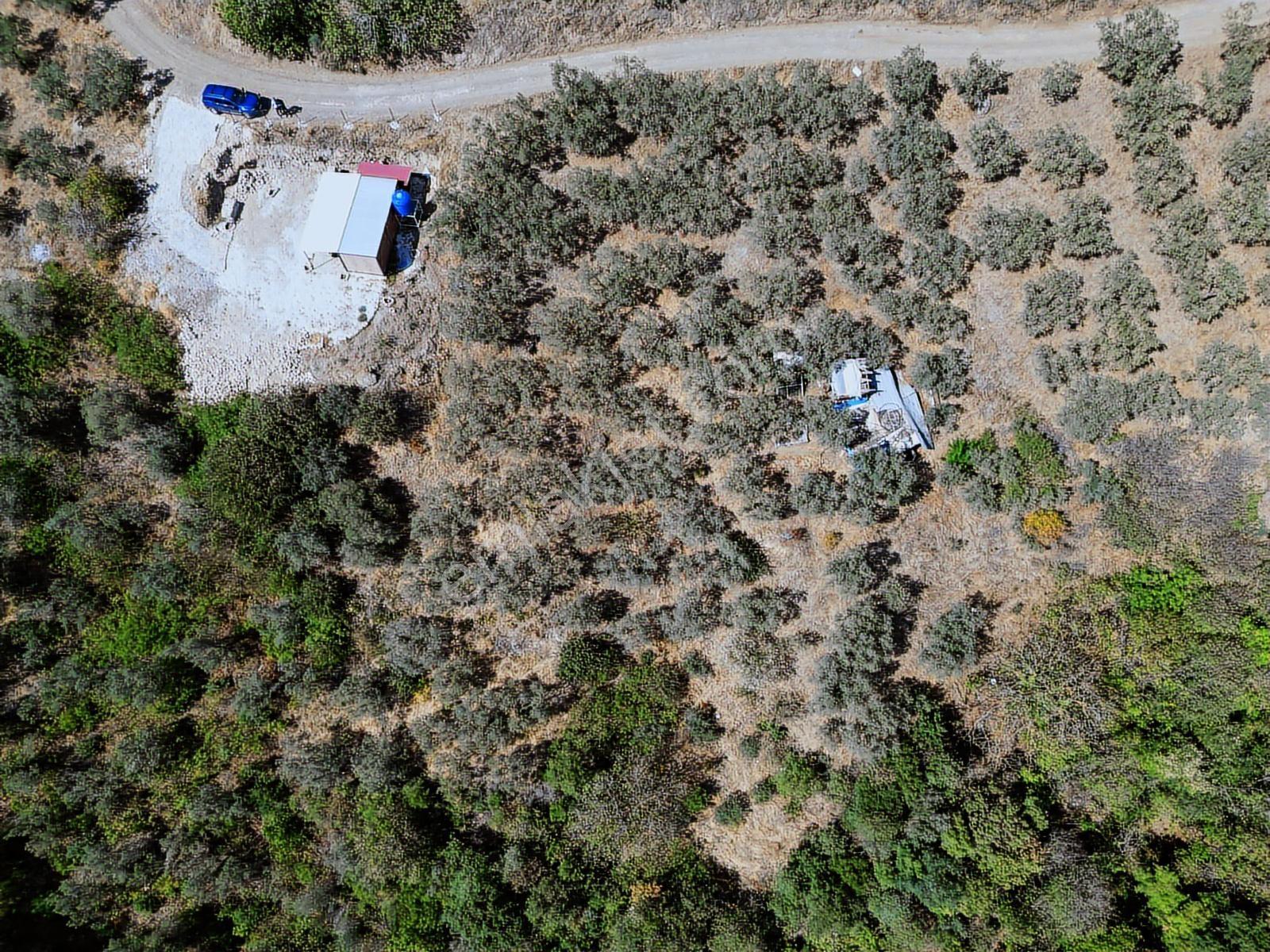 Köyün Yanı Başında Yola Çephe - 2839 M2 Çok Güzel Bir Zeytinlik - Görsel 5