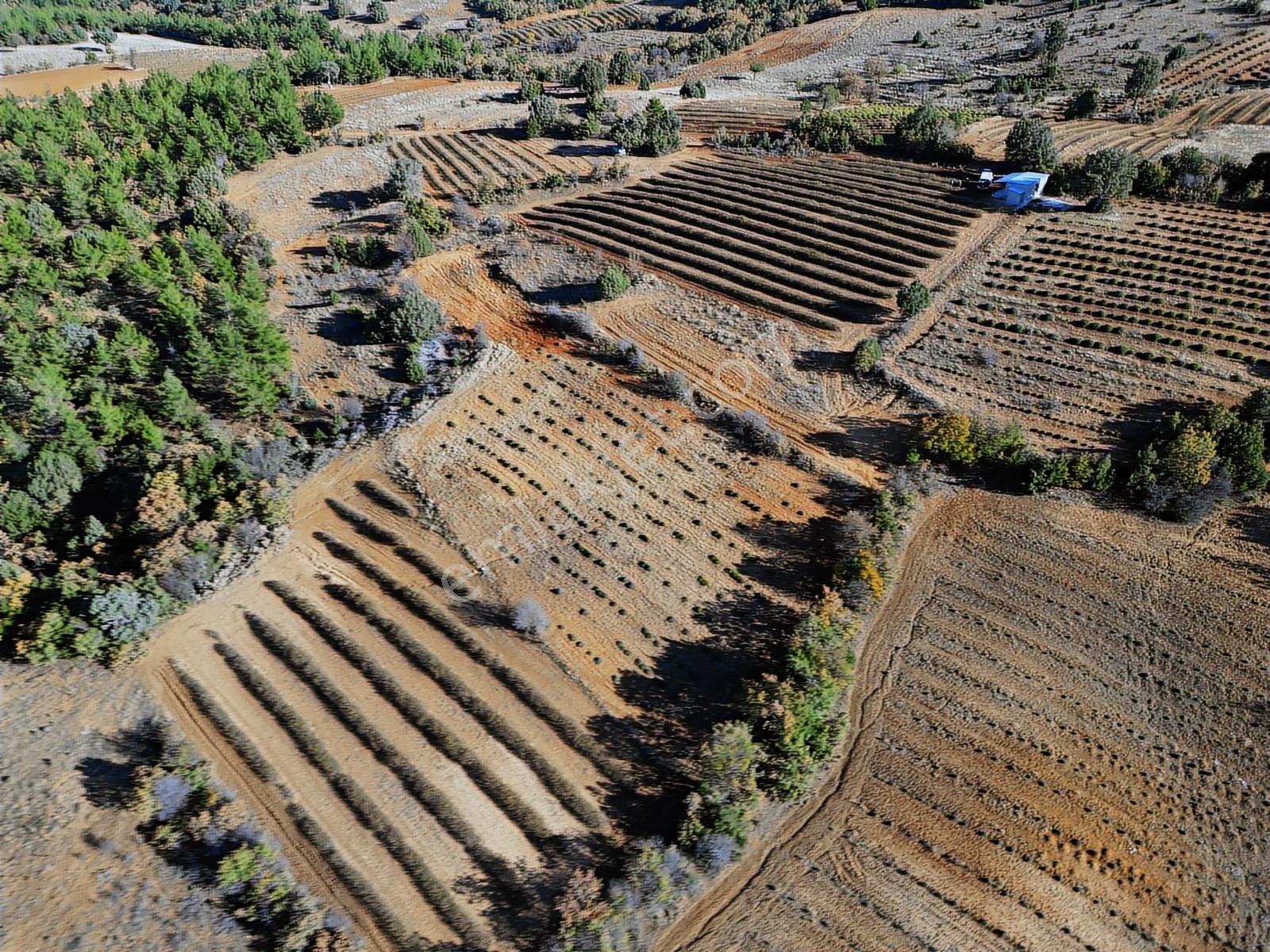 Afyon Dazkırında Üzerindeki Ürün Fiyatına Satılık 2.541 M2 Arazi - Görsel 32