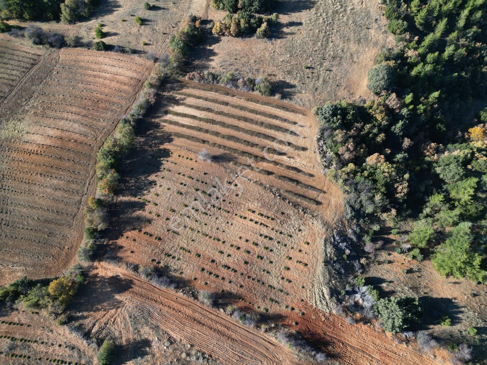 Afyon Dazkırında Üzerindeki Ürün Fiyatına Satılık 2.541 M2 Arazi - Görsel 28