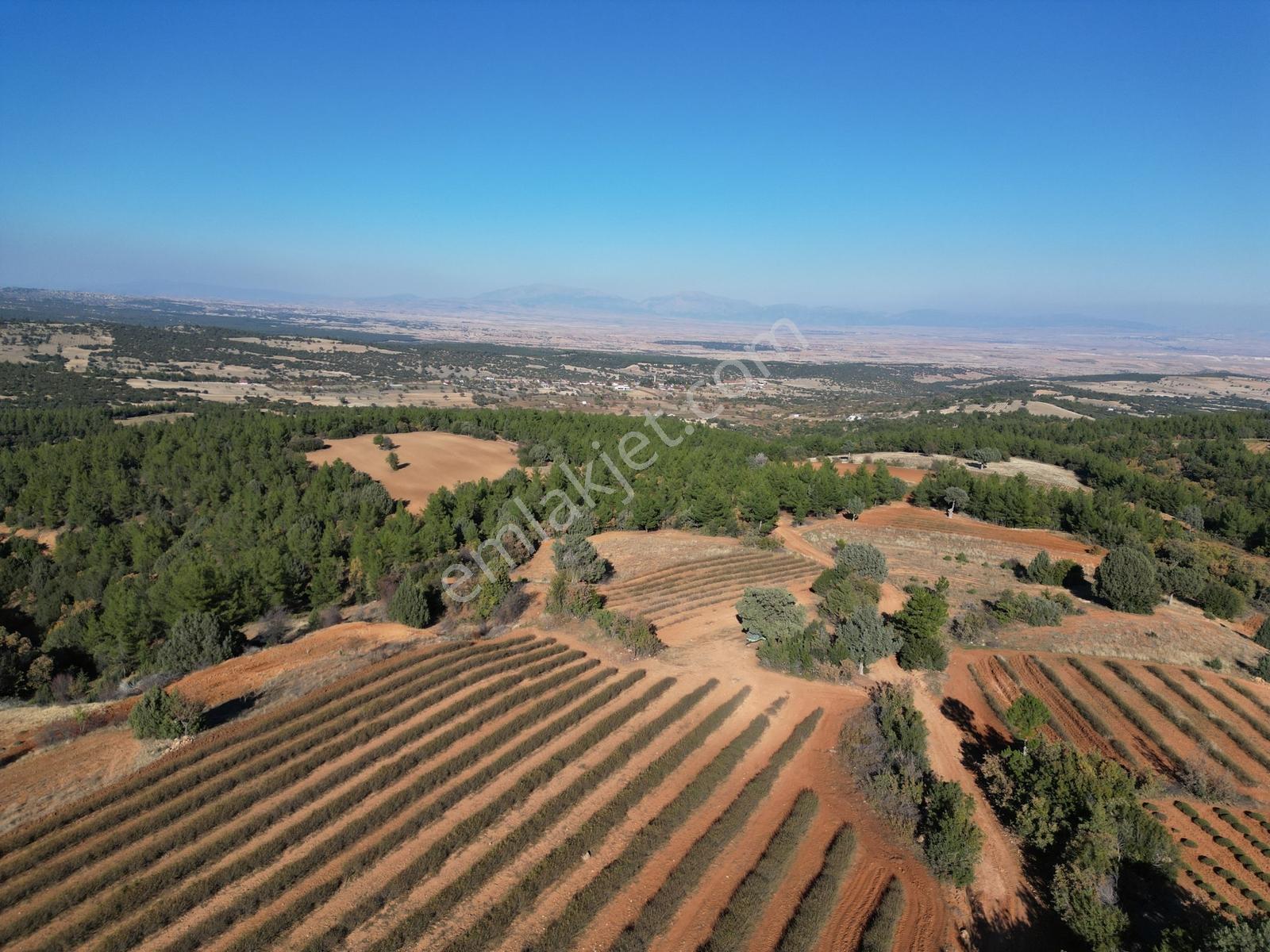 Afyon Dazkırında Üzerindeki Ürün Fiyatına Satılık 2.541 M2 Arazi - Görsel 16