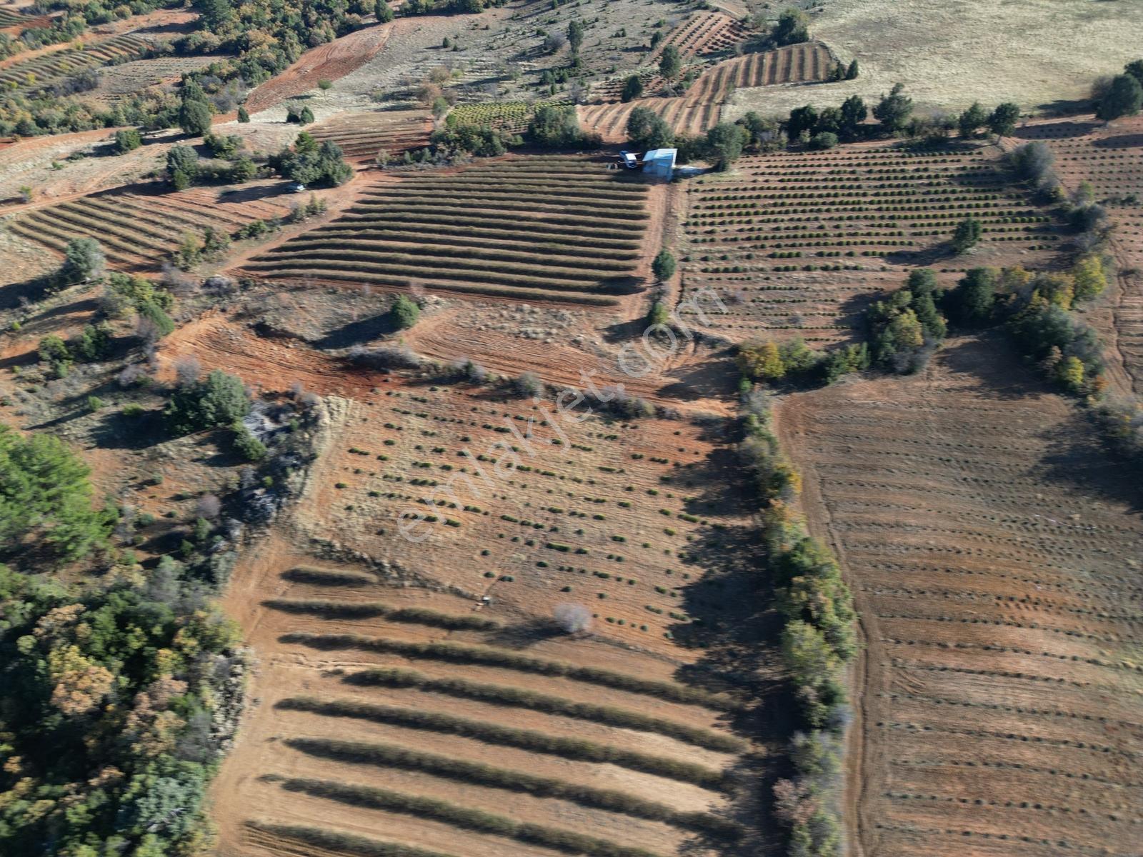 Afyon Dazkırında Üzerindeki Ürün Fiyatına Satılık 2.541 M2 Arazi - Görsel 12