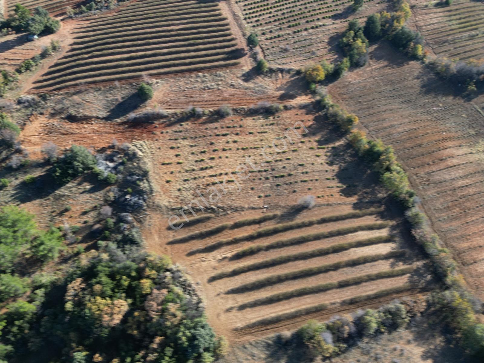 Afyon Dazkırında Üzerindeki Ürün Fiyatına Satılık 2.541 M2 Arazi - Görsel 21