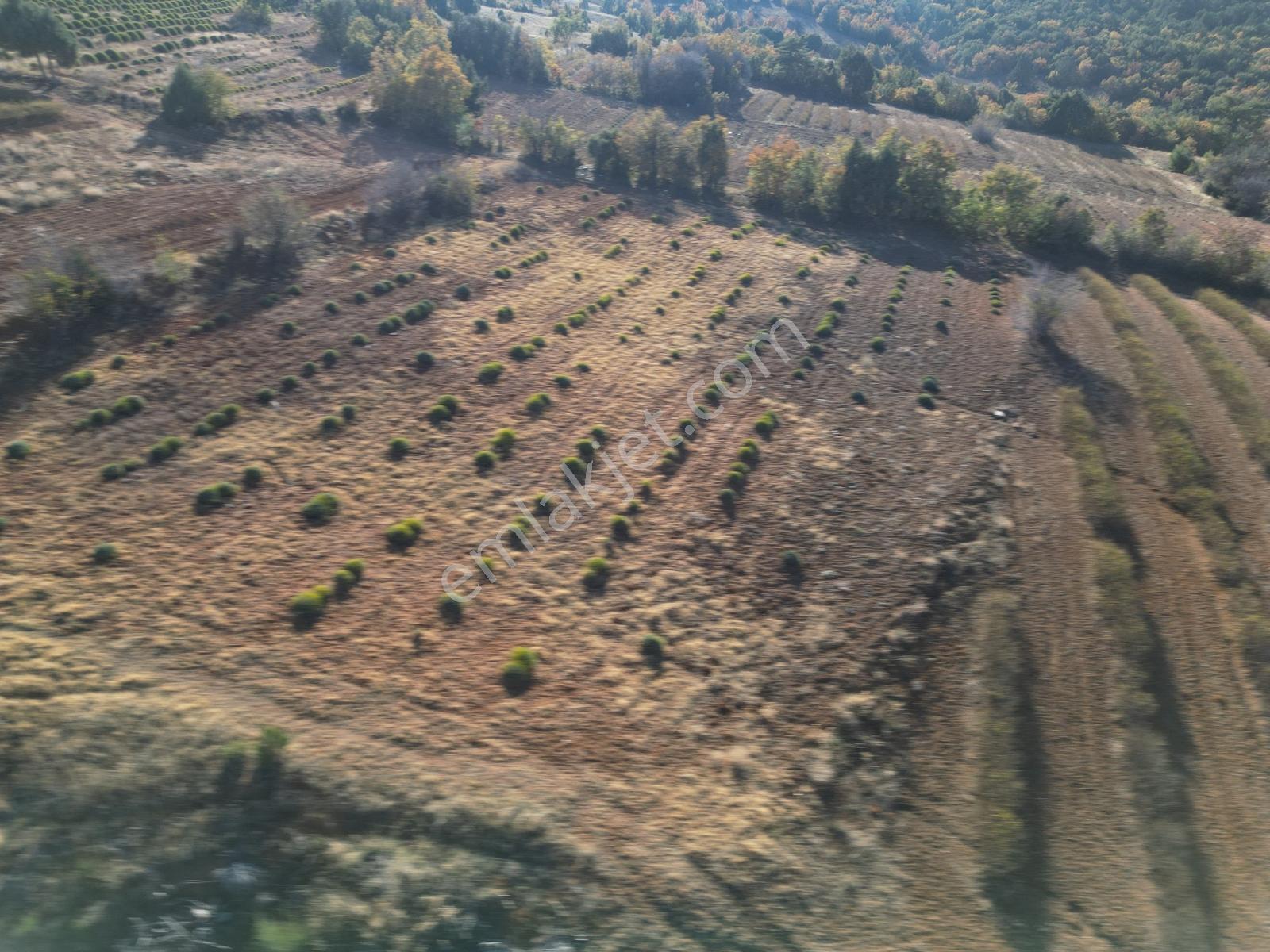 Afyon Dazkırında Üzerindeki Ürün Fiyatına Satılık 2.541 M2 Arazi - Görsel 2