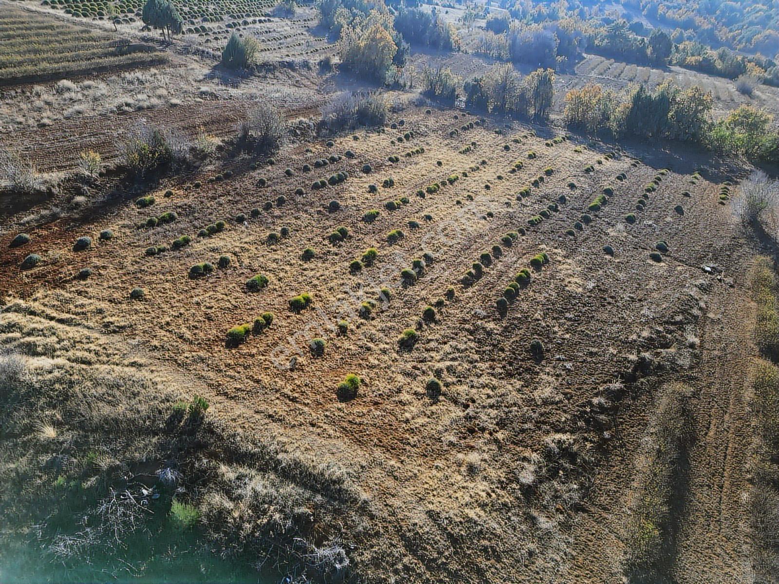 Afyon Dazkırında Üzerindeki Ürün Fiyatına Satılık 2.541 M2 Arazi - Görsel 26