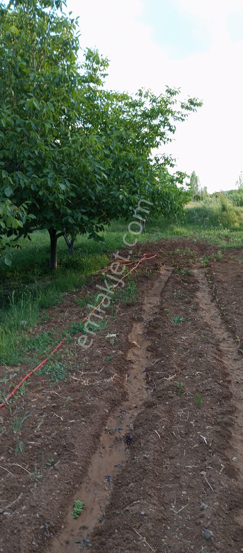 Elazığ Sivrice Gözeli Köyünde Yola Sıfır Bahçe Ve Ev - Görsel 2