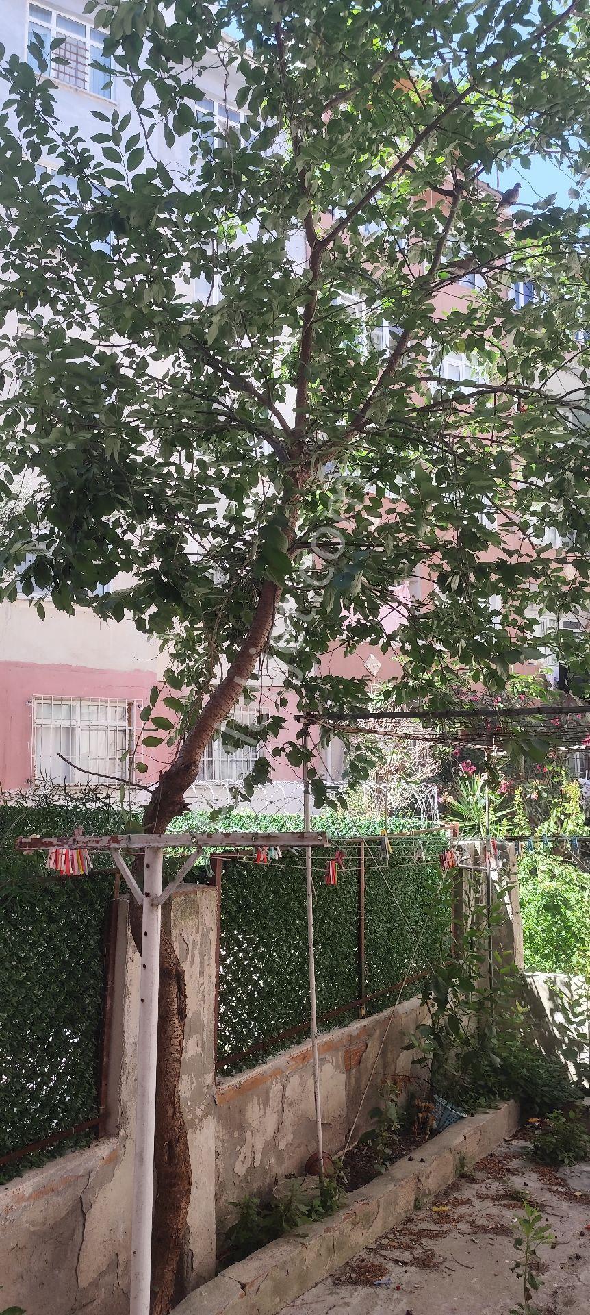 Acil Kocamustafapaşa Silivrikapi Caddes. Uzunyusuf Mevkiinde - Görsel 19