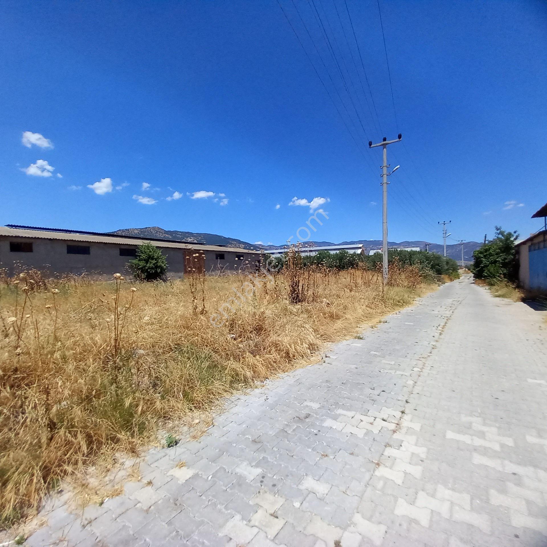 Buharkent Ortakçı Mahallesi'nde 7000 M² Satılık İşletme Zeytinlik - Görsel 31