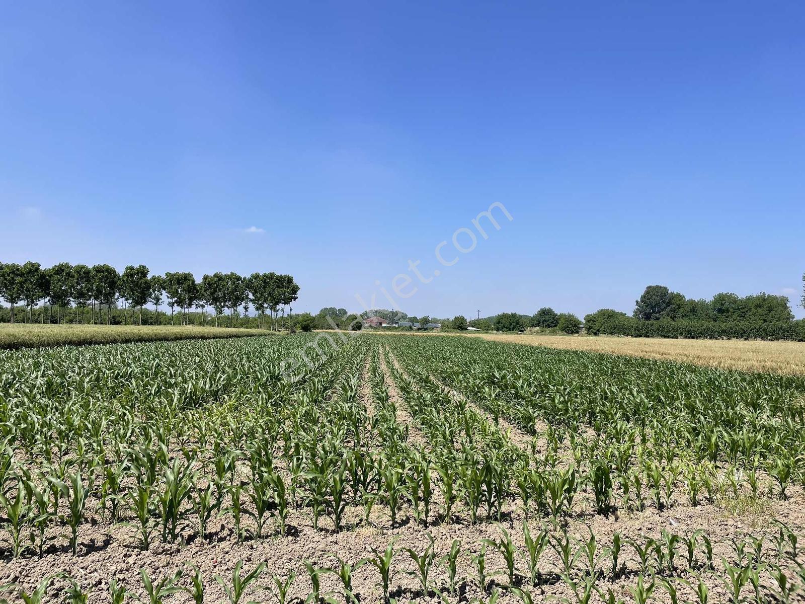 Adapazarı Rüstemlerde 1060m2 Yola Cepheli Fırsat - Görsel 20