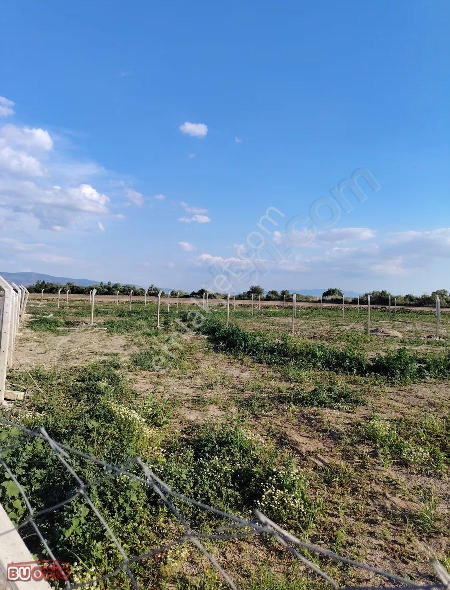 Musabey Ovası'nda Satılık 309m² Tarla Hissesi
