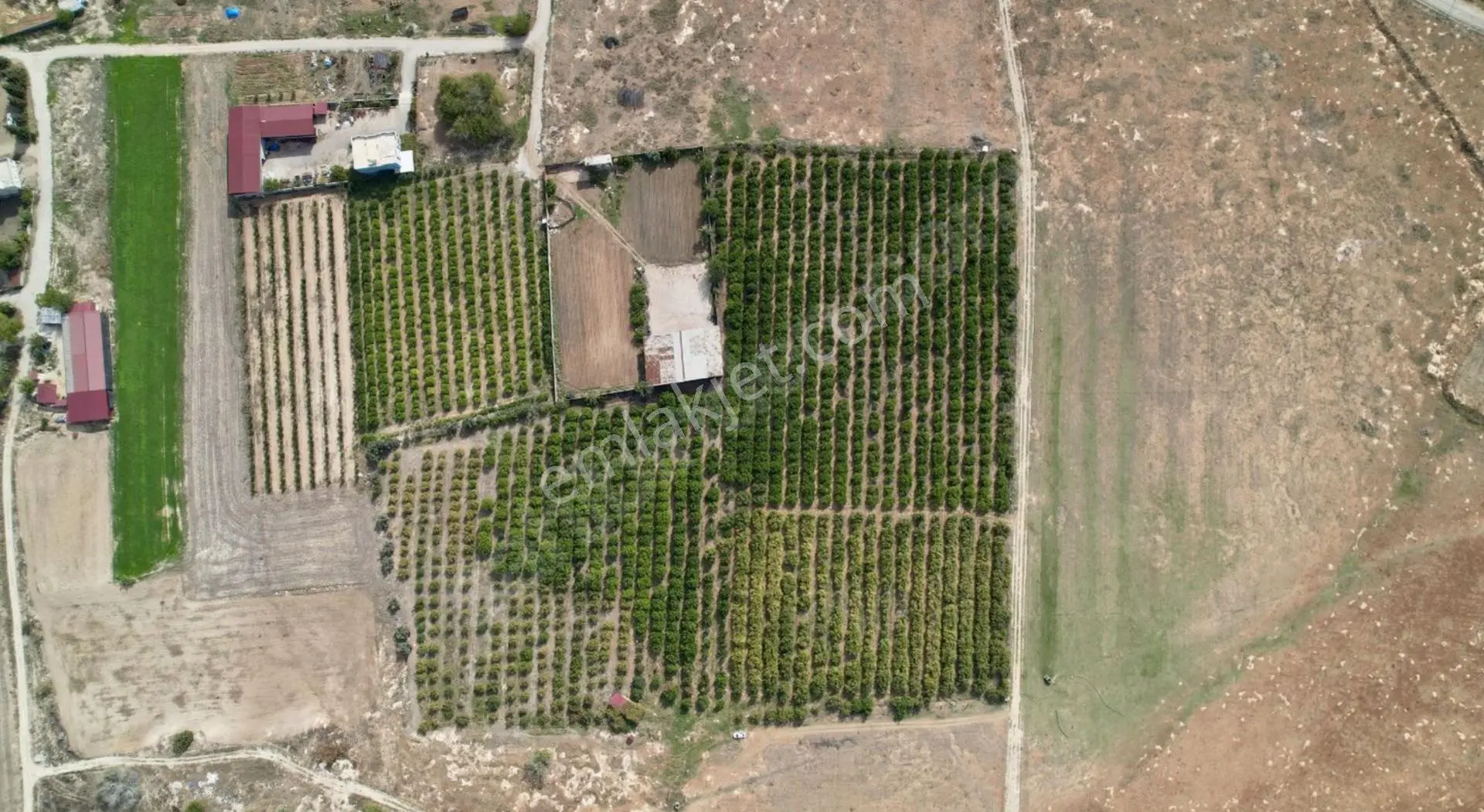 Yüreğir Çotlu Tek Tapu 29945m2 Limon Nar *kiralık Bahçe* Veya Satlık 700 Adet Mayer 700nar-400enter