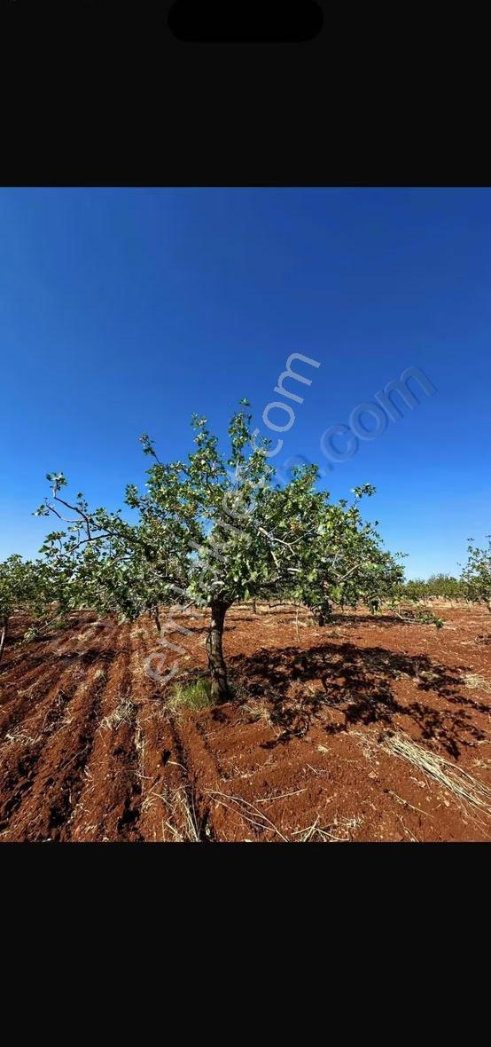 Süper Verimli Yetişmiş Ağaçlı Resmi Yollu Tarla