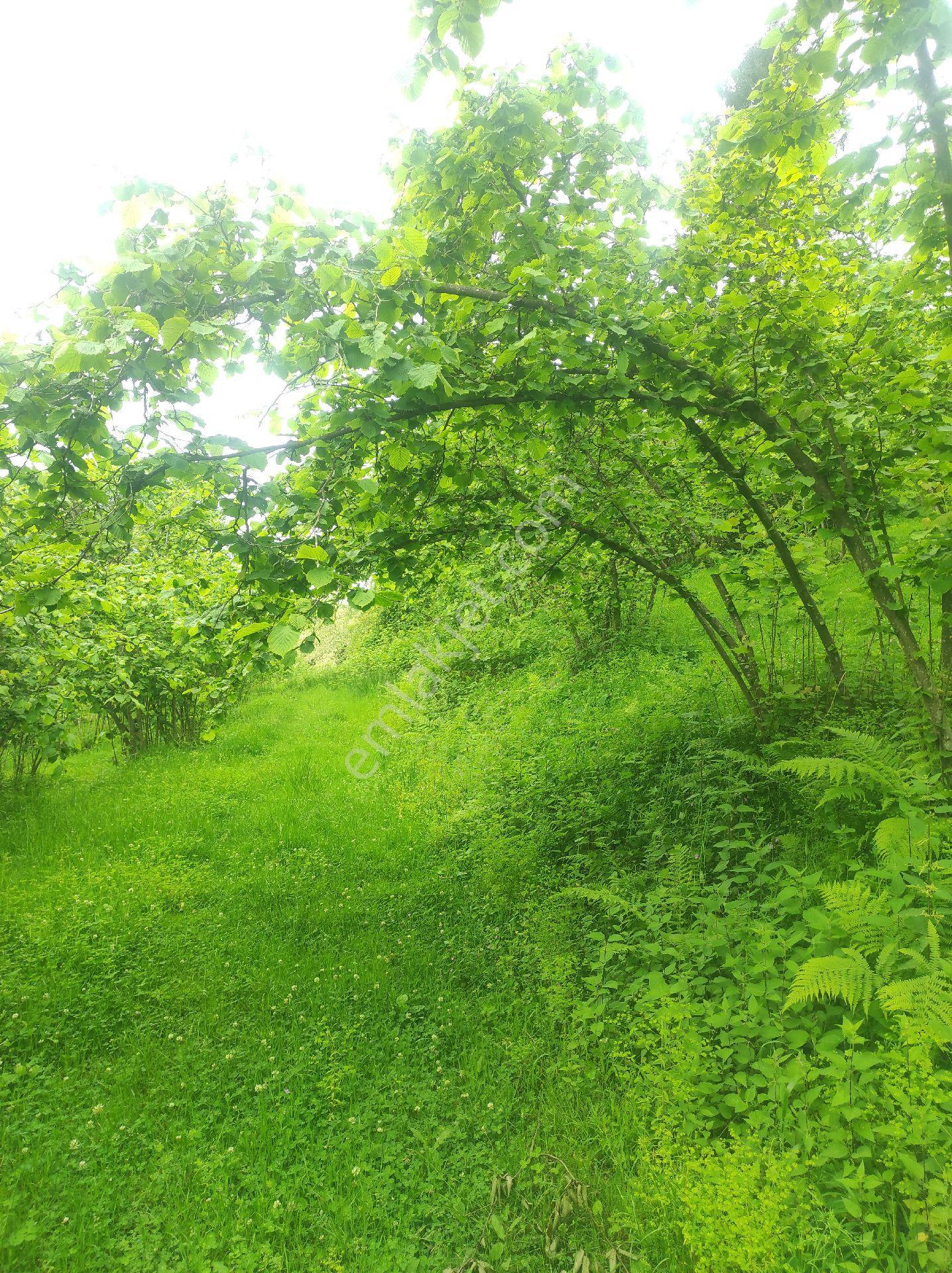 Trabzon Geçit Köyünde Satılık 1.320 M2 Arazi, - Görsel 26