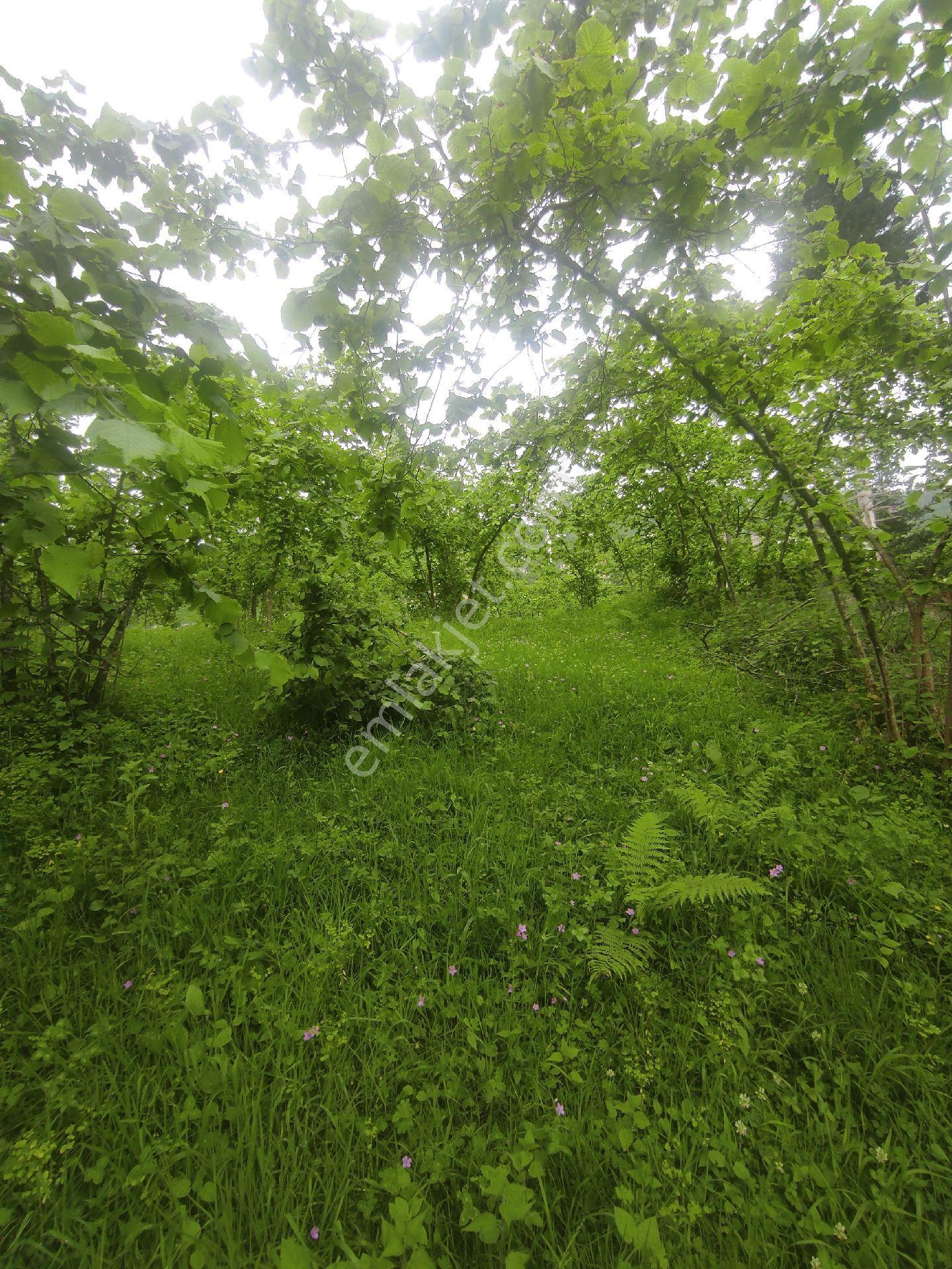 Trabzon Geçit Köyünde Satılık 1.320 M2 Arazi, - Görsel 17