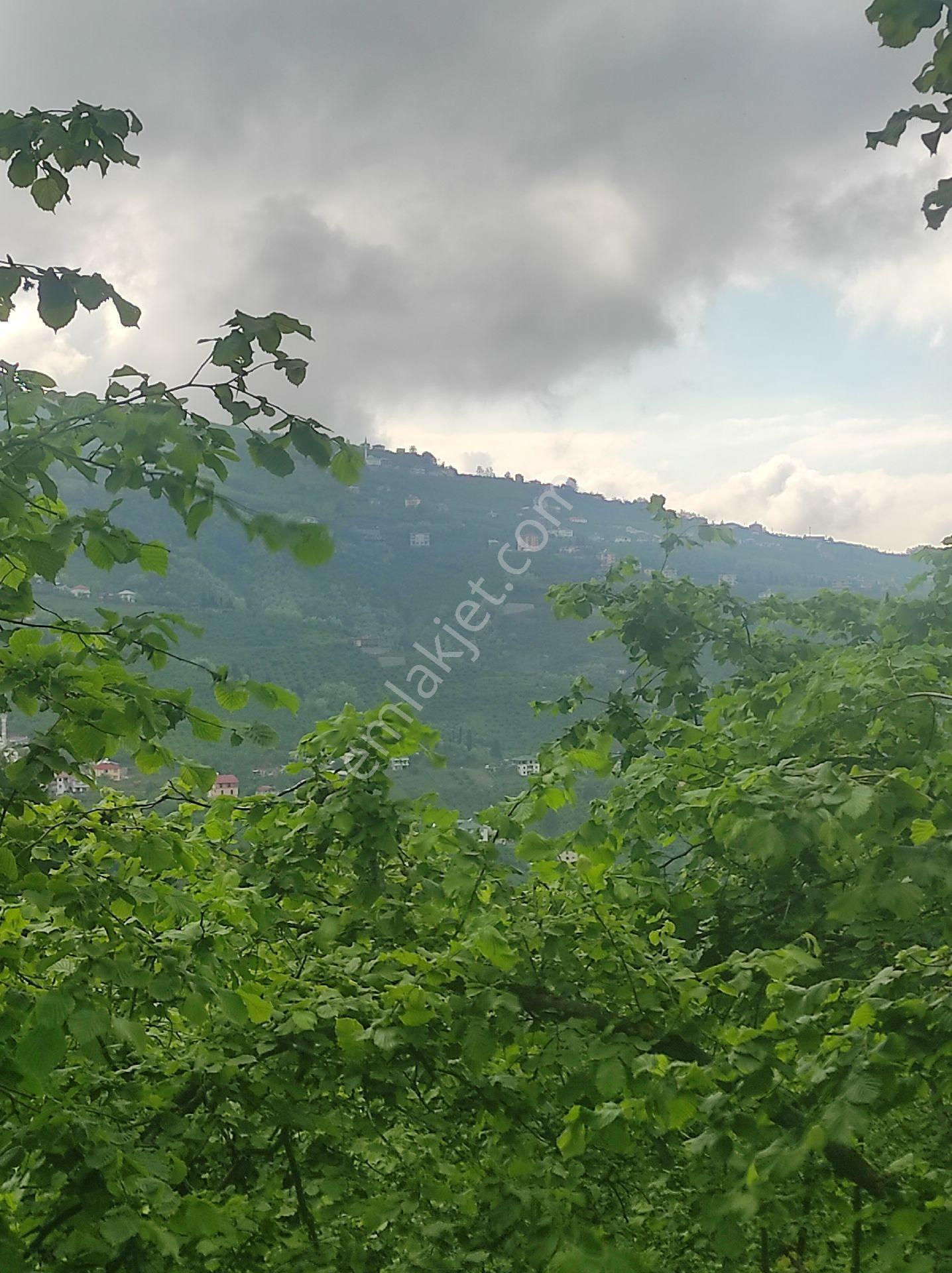 Trabzon Geçit Köyünde Satılık 1.320 M2 Arazi, - Görsel 34
