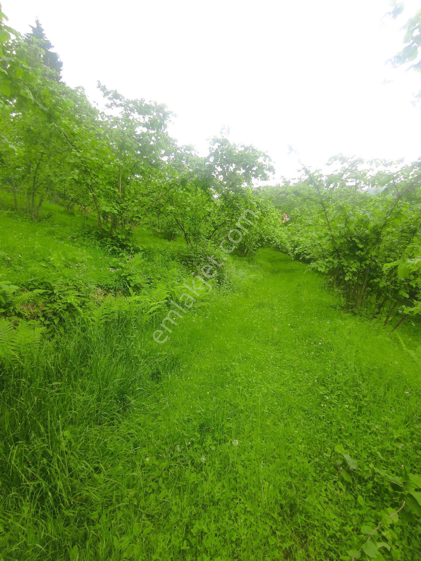 Trabzon Geçit Köyünde Satılık 1.320 M2 Arazi, - Görsel 24