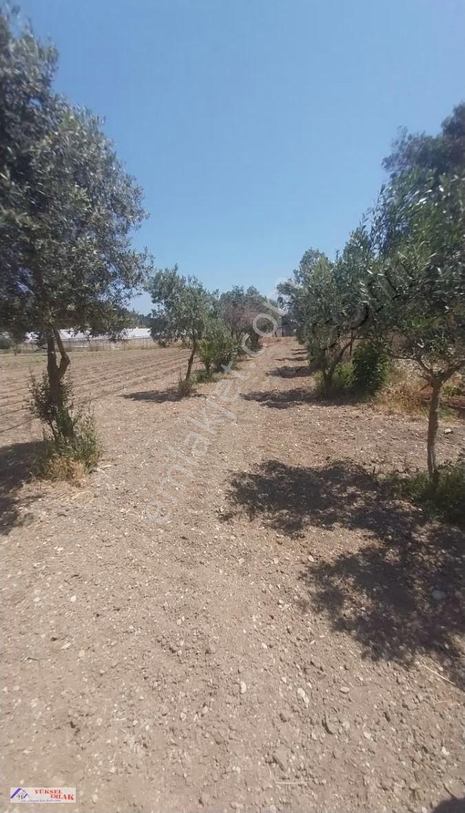 Satılık İçinde Evi Olan Tarla - Görsel 4