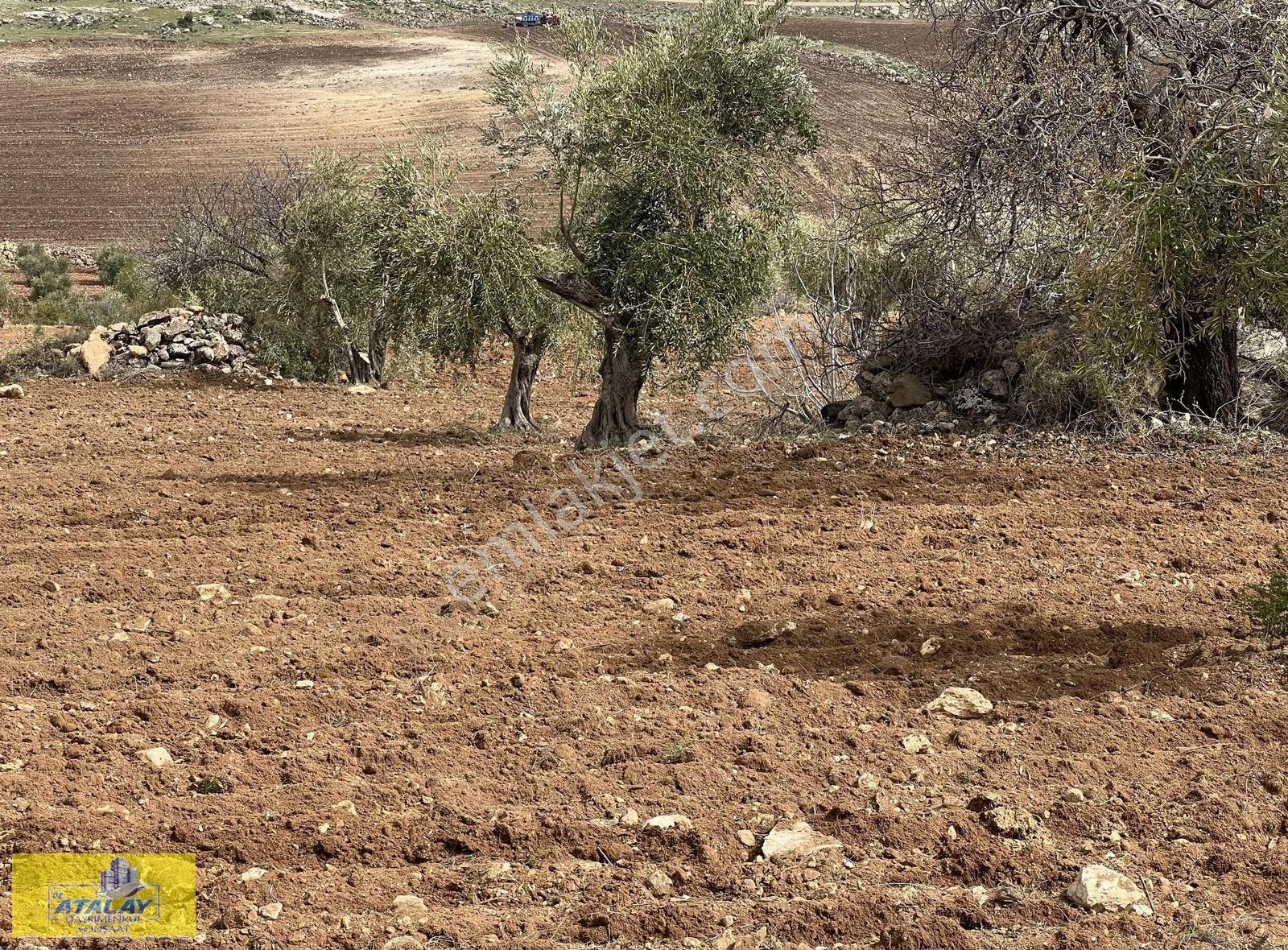 Satlık Kilis Zeytin Bahcesi Merkezde Kupon Yatırım Fırsat Acil - Görsel 17
