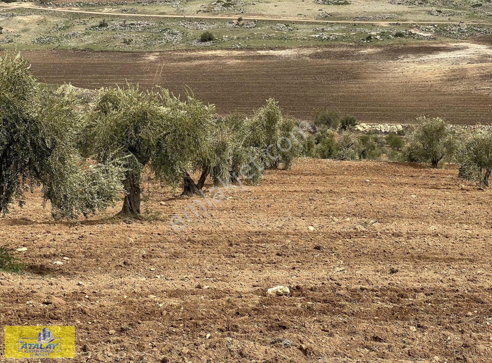 Satlık Kilis Zeytin Bahcesi Merkezde Kupon Yatırım Fırsat Acil - Görsel 11