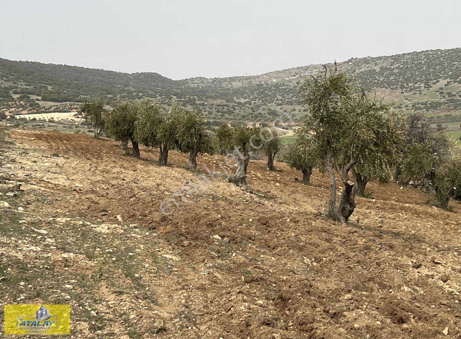 Satlık Kilis Zeytin Bahcesi Merkezde Kupon Yatırım Fırsat Acil - Görsel 3