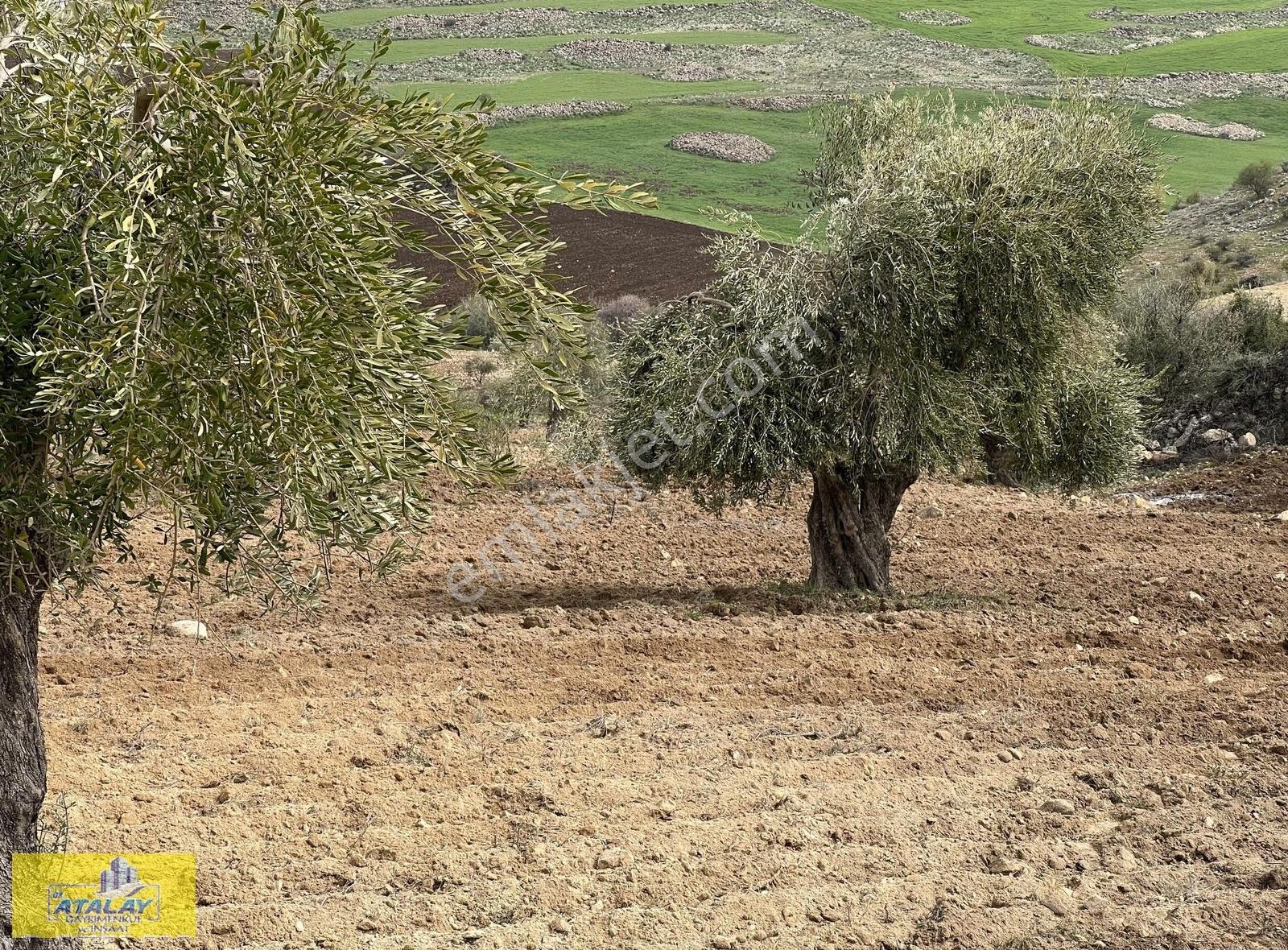 Satlık Kilis Zeytin Bahcesi Merkezde Kupon Yatırım Fırsat Acil - Görsel 18