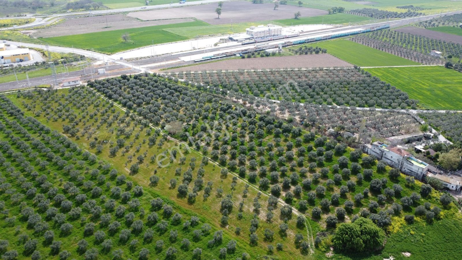 Reşatbeyde İmara Yakın Zeytinlik - Görsel 6