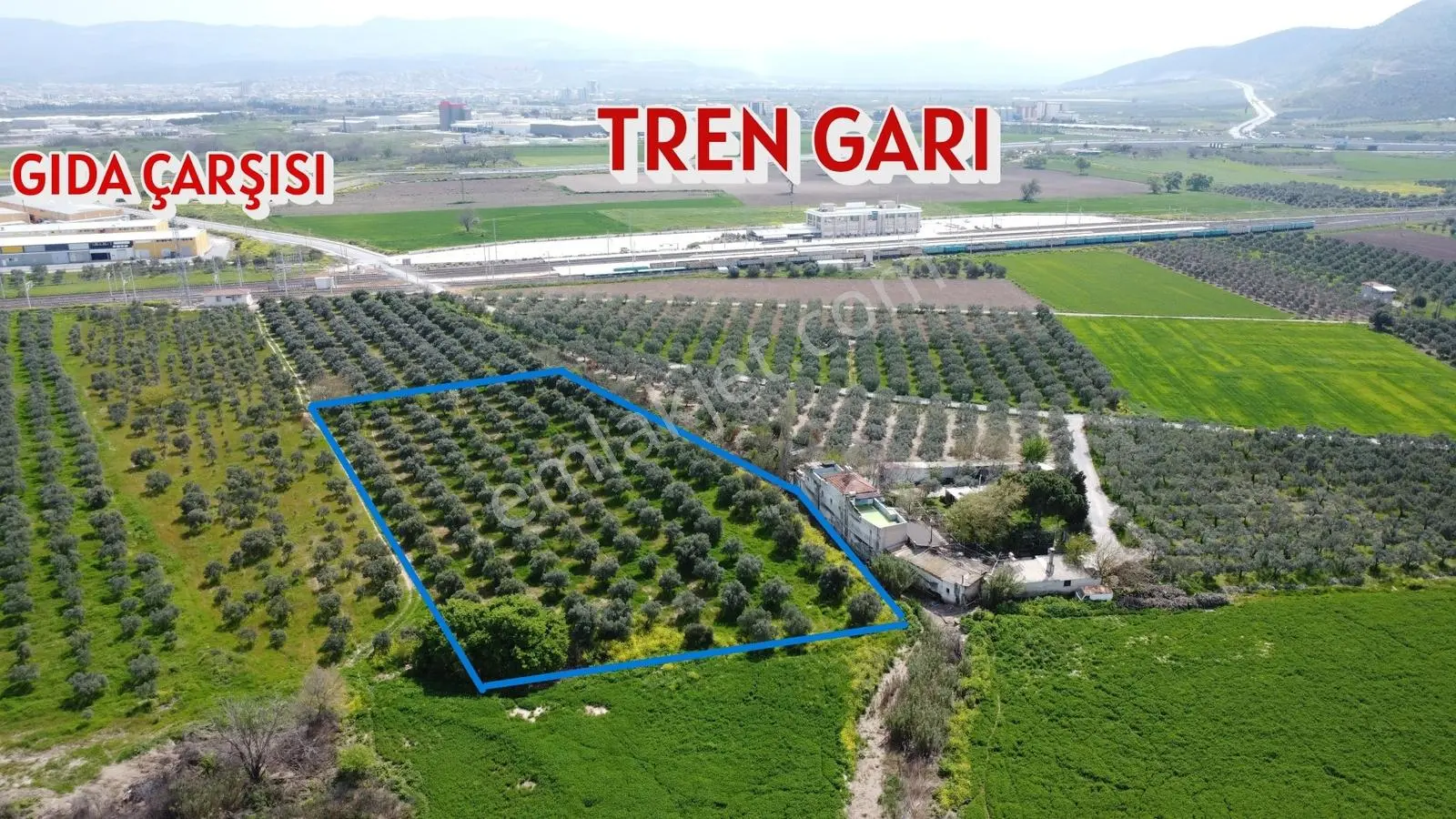 Reşatbeyde İmara Yakın Zeytinlik