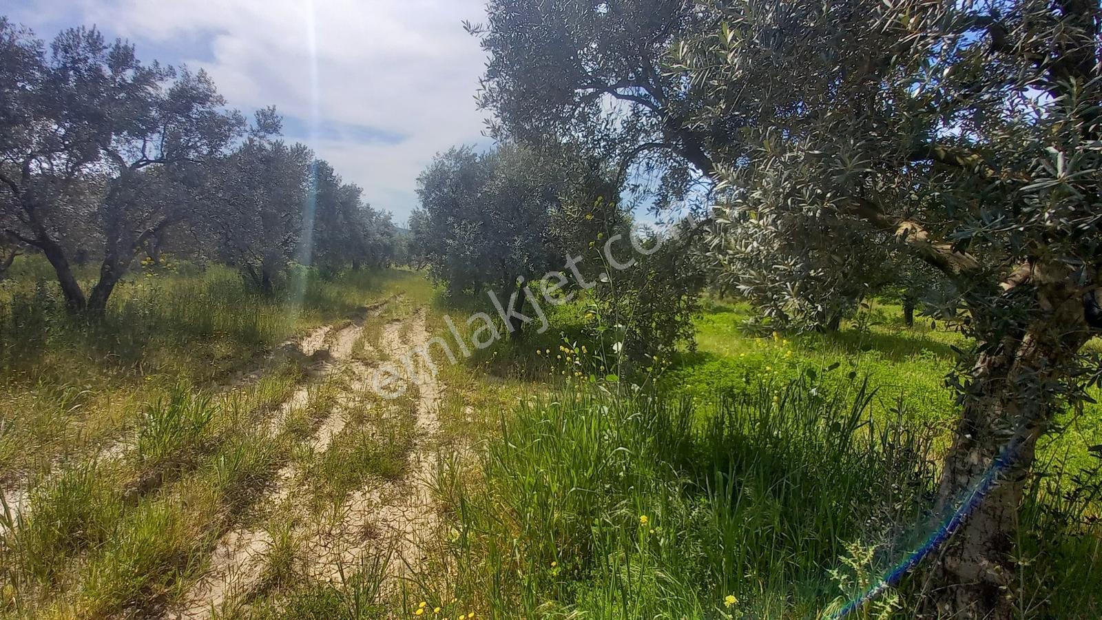 Reşatbeyde İmara Yakın Zeytinlik - Görsel 15