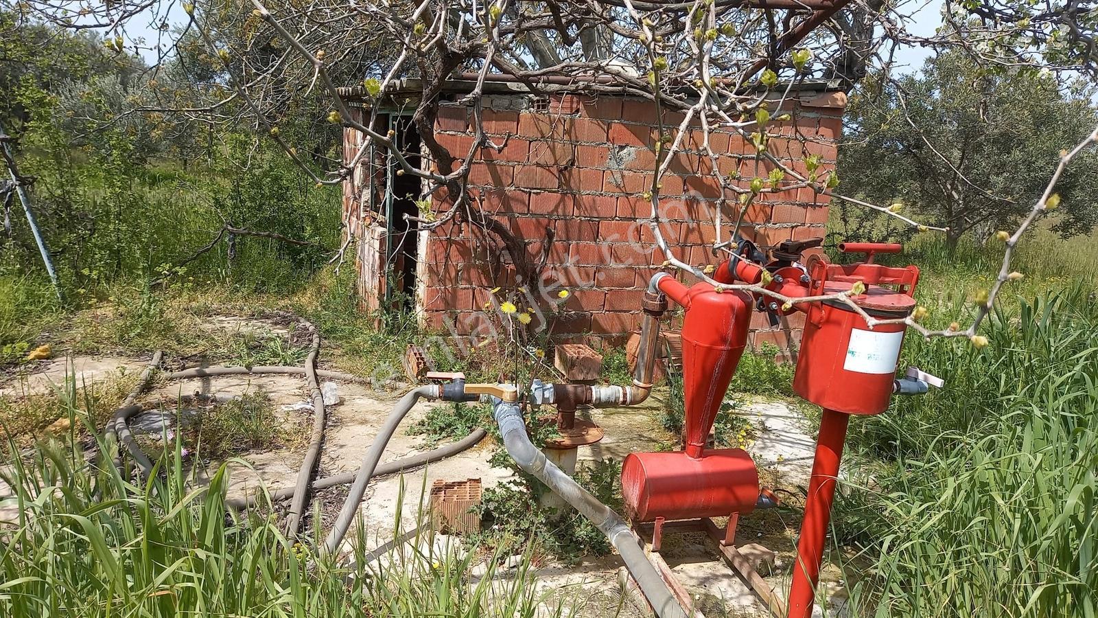 Reşatbeyde İmara Yakın Zeytinlik - Görsel 13