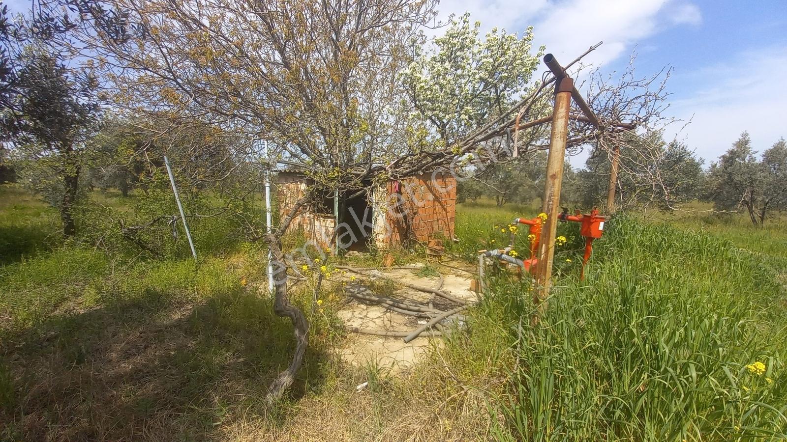 Reşatbeyde İmara Yakın Zeytinlik - Görsel 8