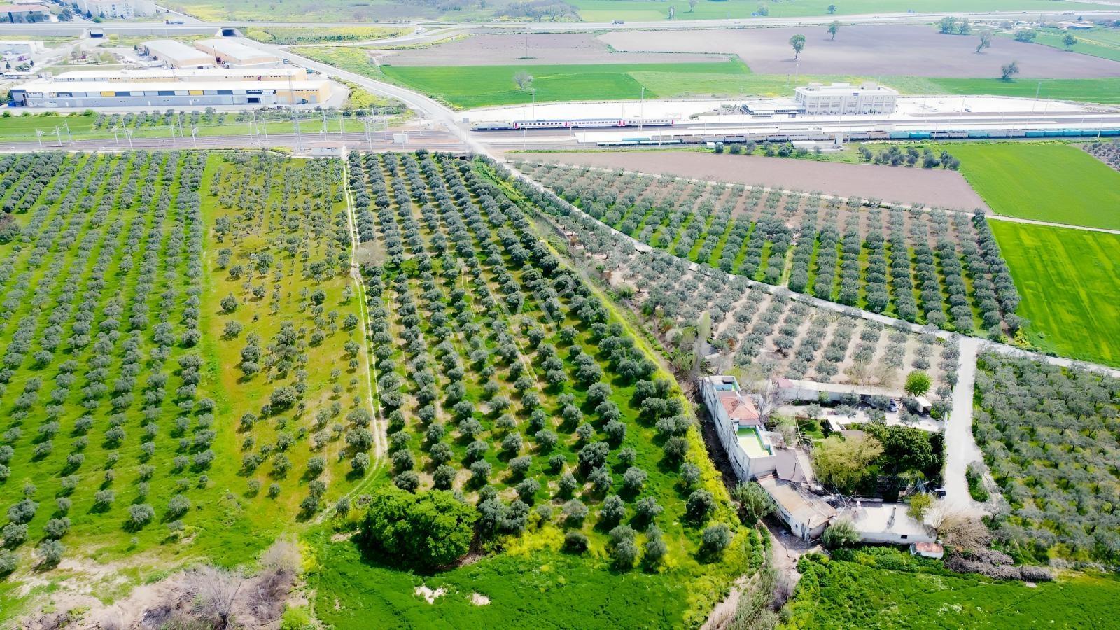 Reşatbeyde İmara Yakın Zeytinlik - Görsel 5