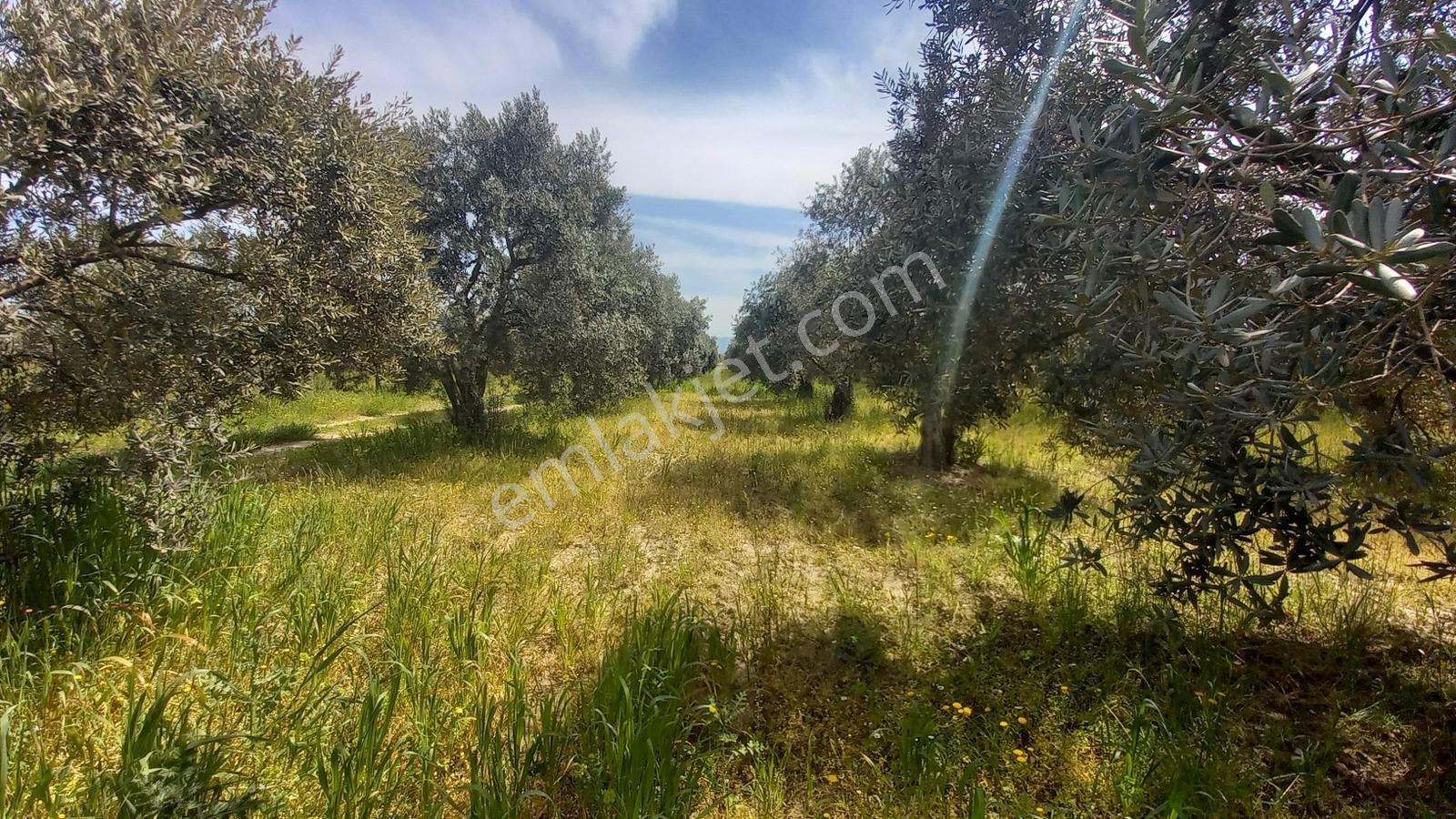 Reşatbeyde İmara Yakın Zeytinlik - Görsel 16