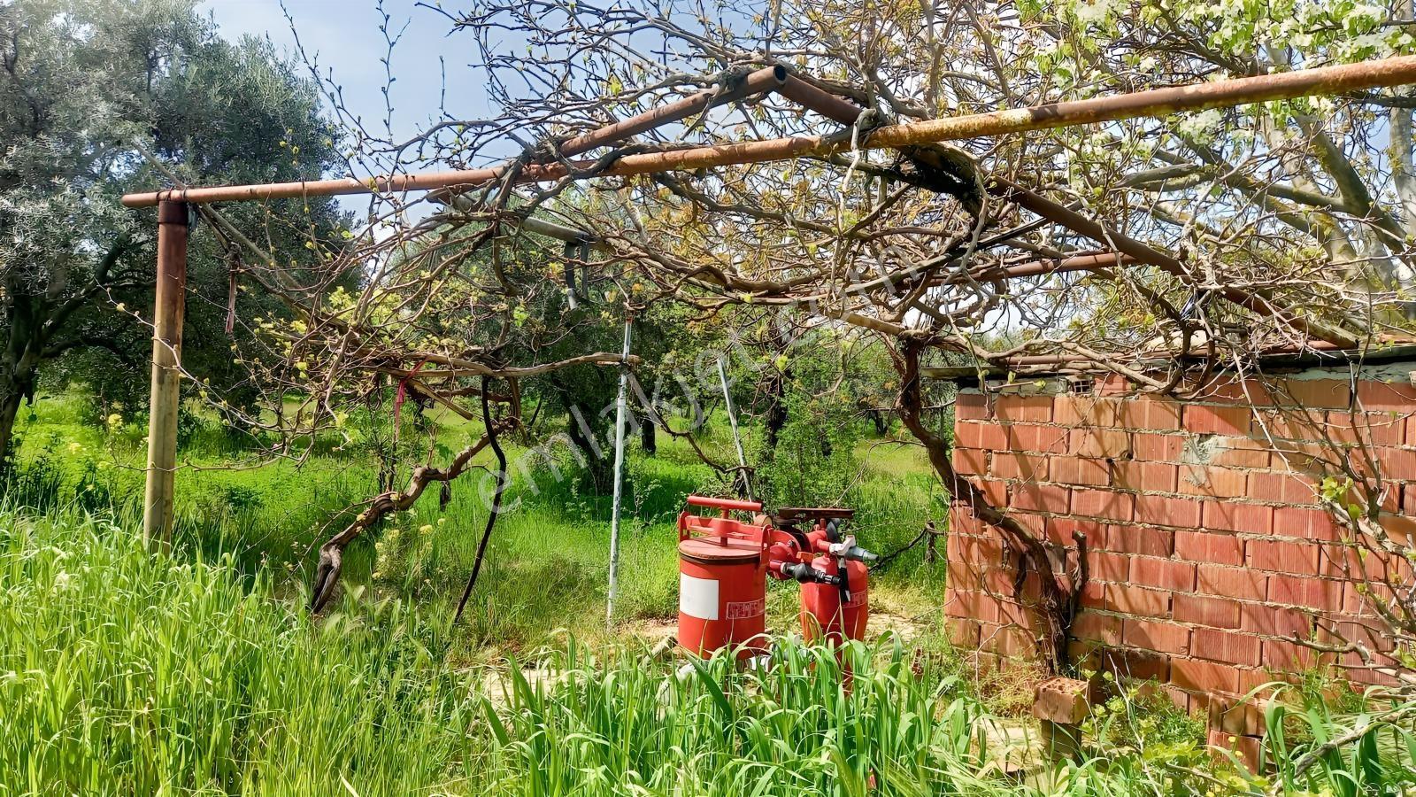 Reşatbeyde İmara Yakın Zeytinlik - Görsel 7