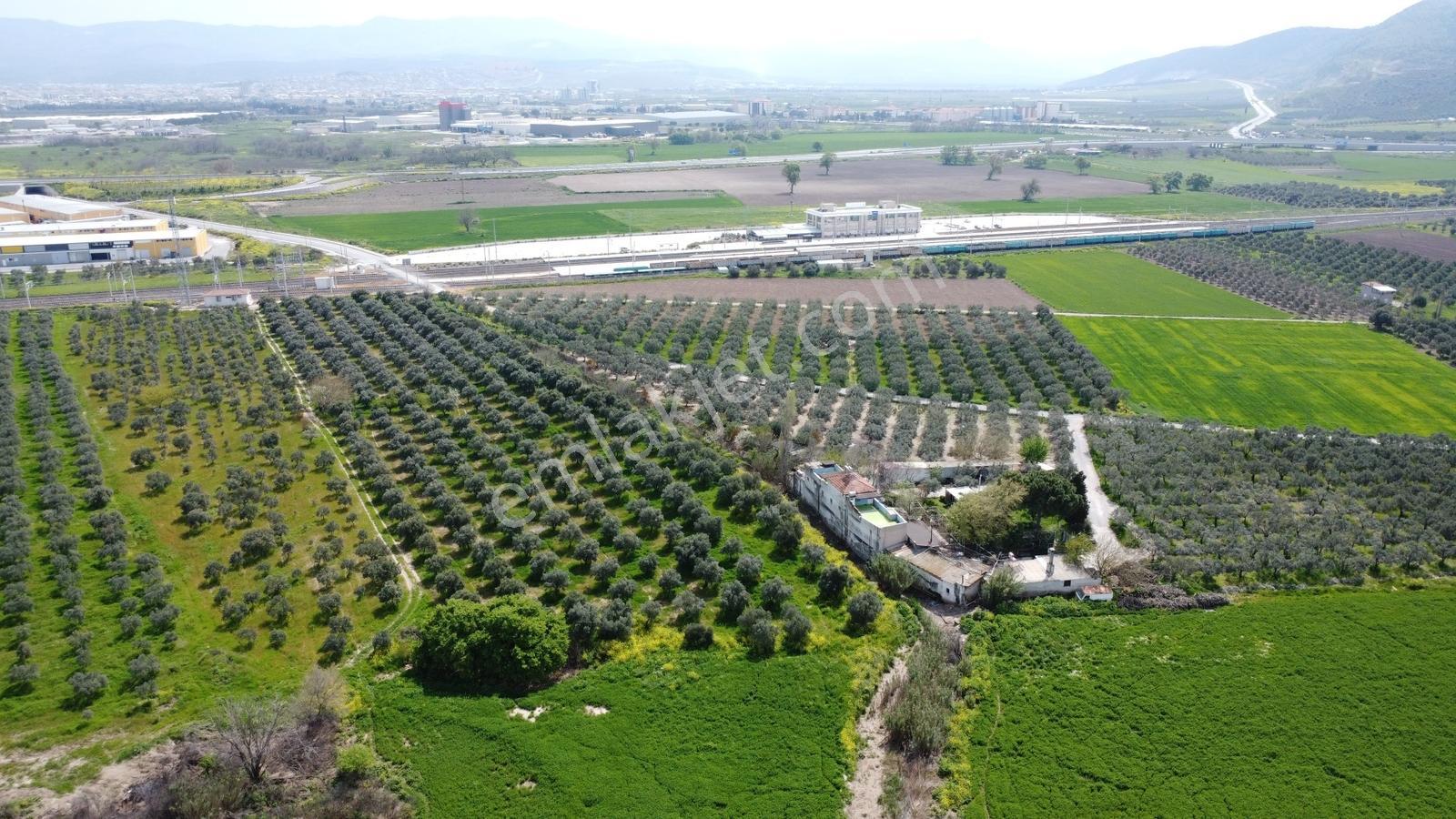 Reşatbeyde İmara Yakın Zeytinlik - Görsel 12