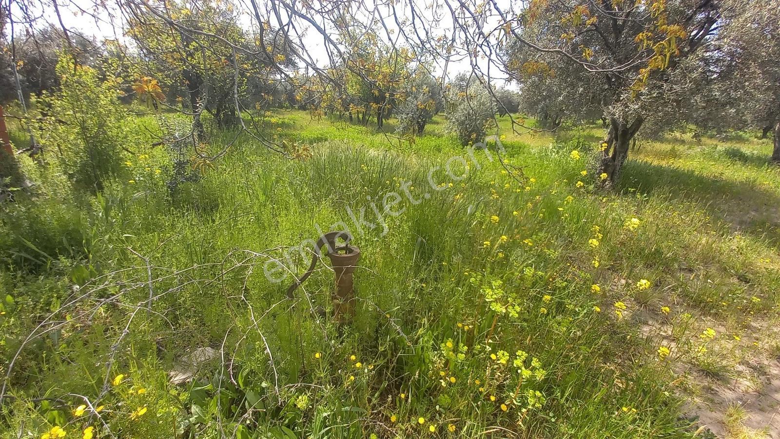 Reşatbeyde İmara Yakın Zeytinlik - Görsel 18