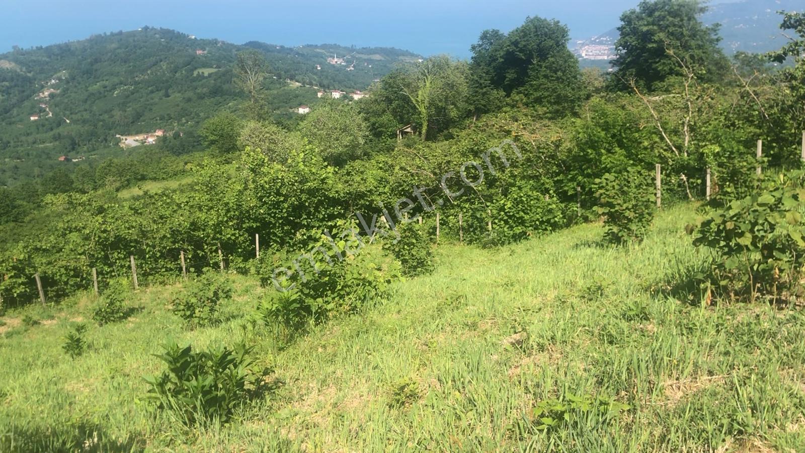Deniz Ve Doğa Manzaralı | Tıny House İçin Uygun 4.069 M² Bahçe - Görsel 6