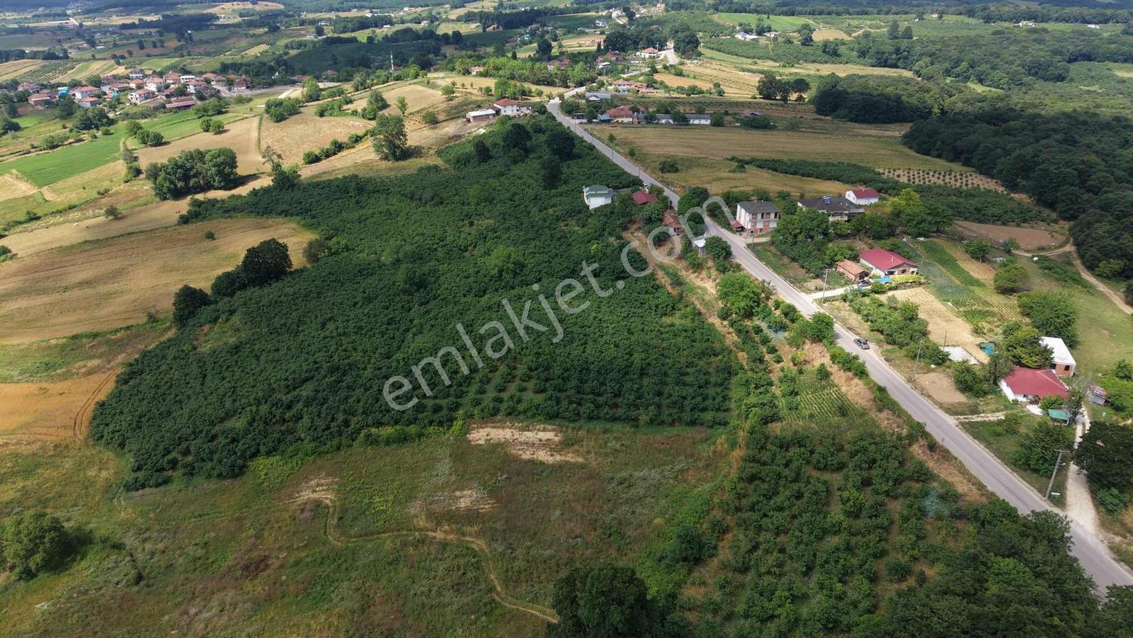 Kandıra Duraklı Köyü'nde 3.448 M2 Yetişkin Fındık Bahçesi - Görsel 17
