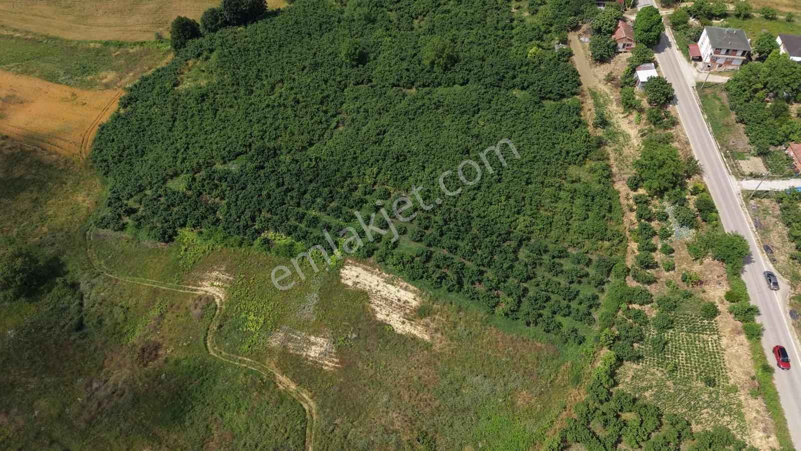 Kandıra Duraklı Köyü'nde 3.448 M2 Yetişkin Fındık Bahçesi - Görsel 7