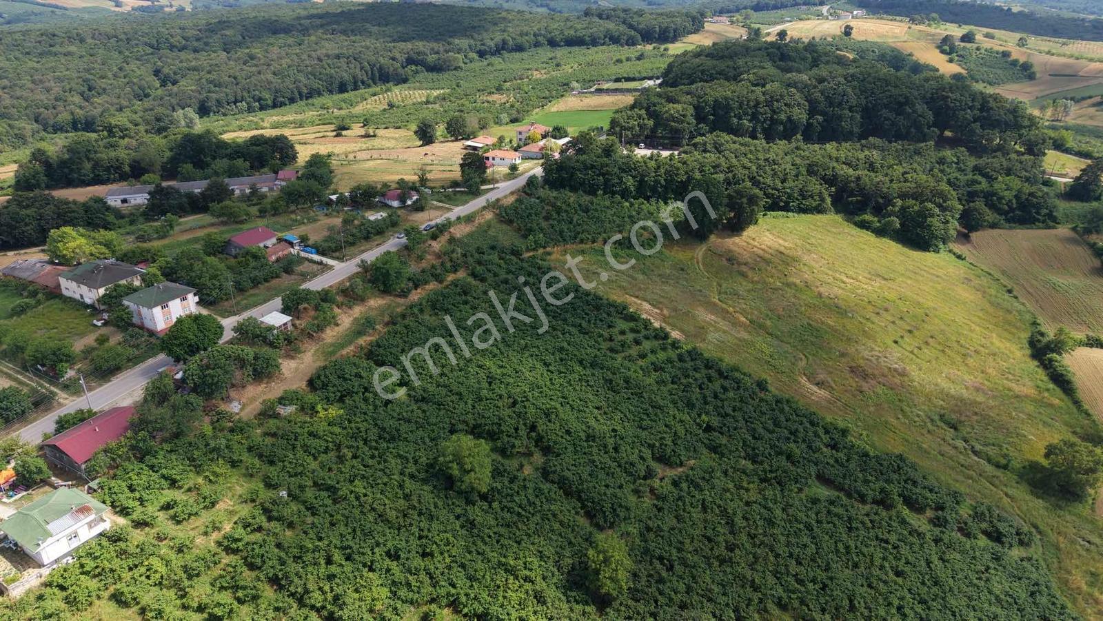 Kandıra Duraklı Köyü'nde 3.448 M2 Yetişkin Fındık Bahçesi - Görsel 16