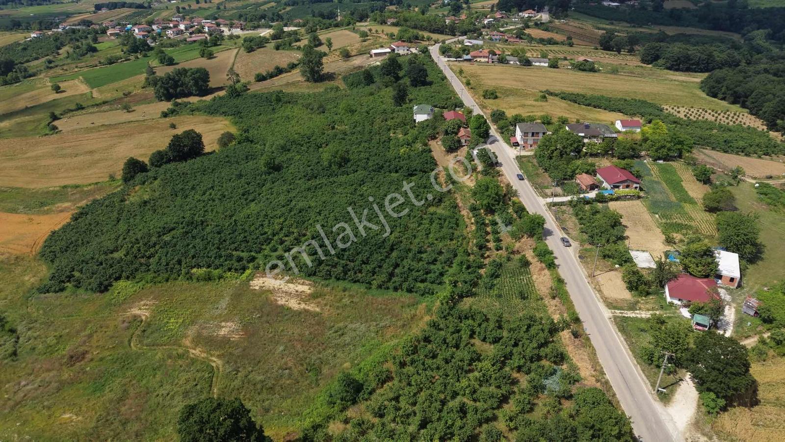 Kandıra Duraklı Köyü'nde 3.448 M2 Yetişkin Fındık Bahçesi - Görsel 9