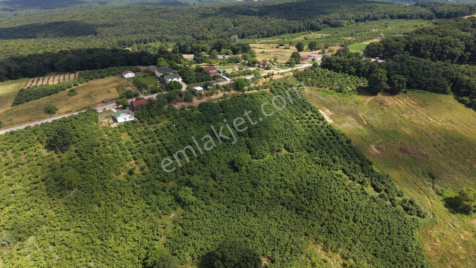Kandıra Duraklı Köyü'nde 3.448 M2 Yetişkin Fındık Bahçesi - Görsel 2