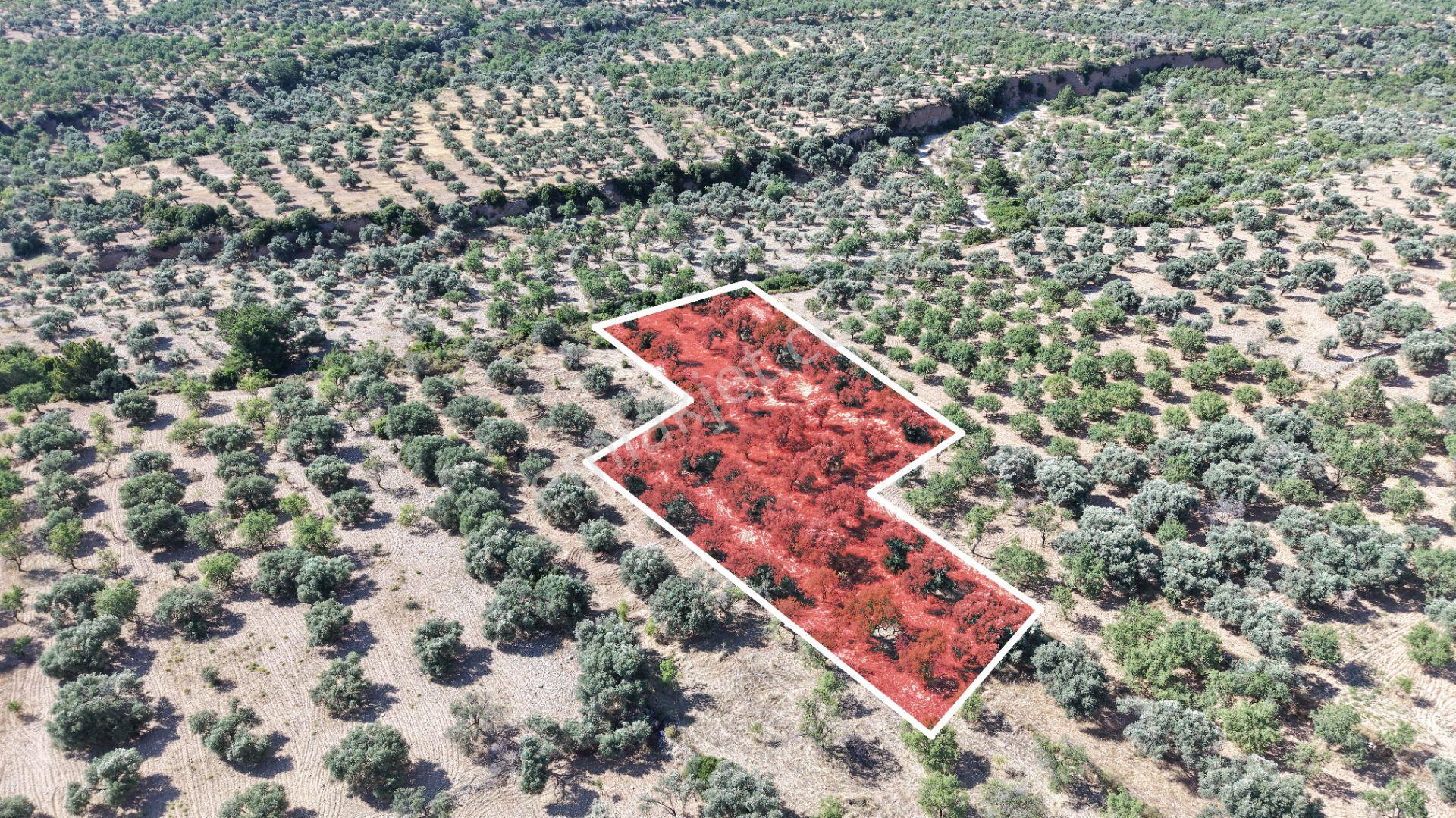 Datça Yaka Kumyerde Satılık 2.090m² Zeytinlik - Görsel 4