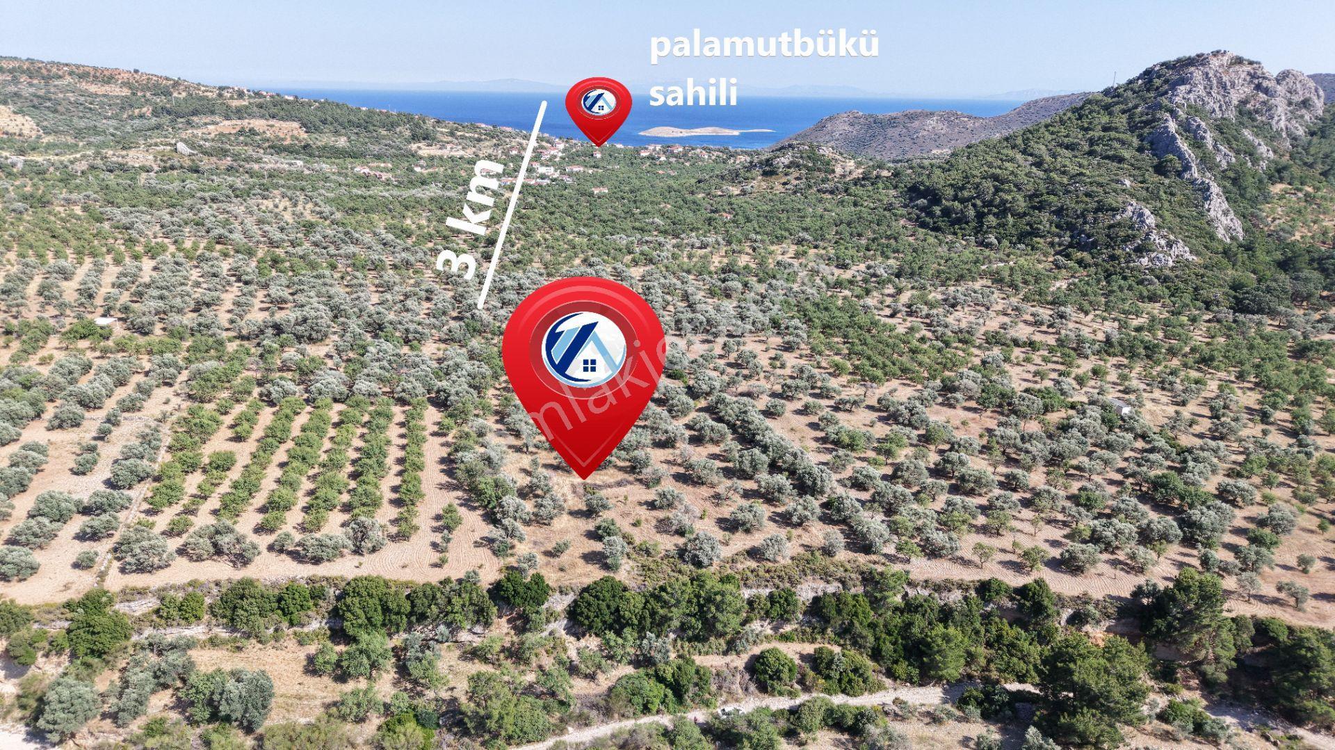 Datça Yaka Kumyerde Satılık 2.090m² Zeytinlik - Görsel 8
