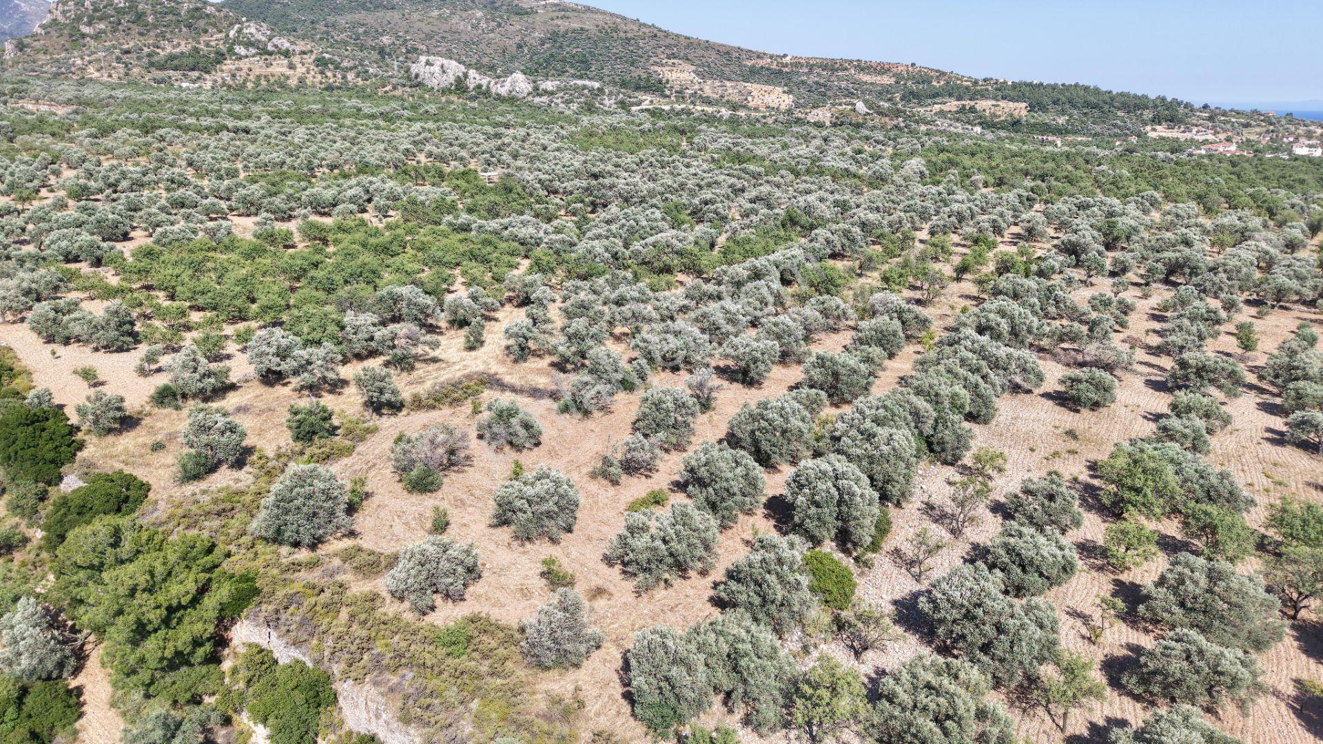 Datça Yaka Kumyerde Satılık 2.090m² Zeytinlik - Görsel 15