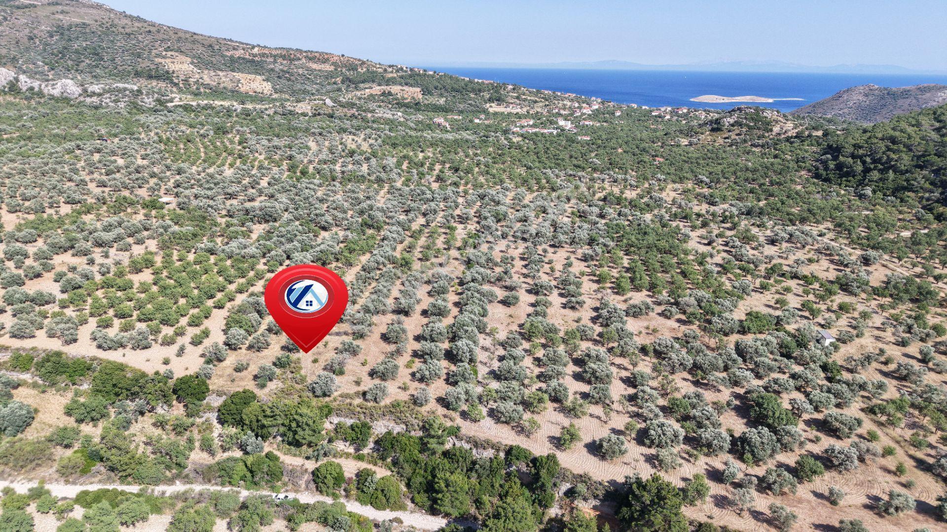 Datça Yaka Kumyerde Satılık 2.090m² Zeytinlik - Görsel 10